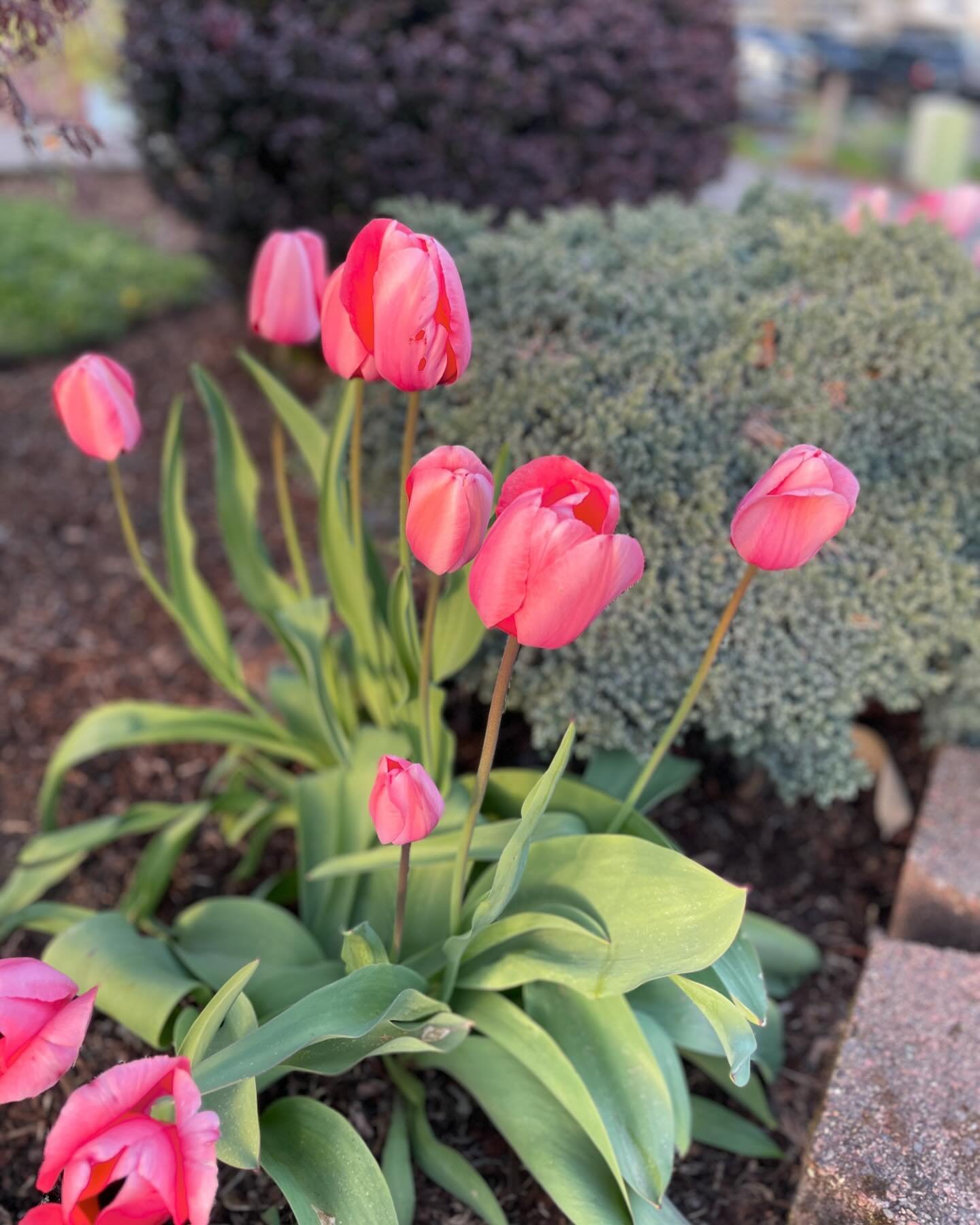 We are having a beautiful spring and I just can&rsquo;t stop looking at these beauties! This may be my favorite color of tulip. 🌷 

#pleasanthomegardens #tulips #coraltulips #springtime