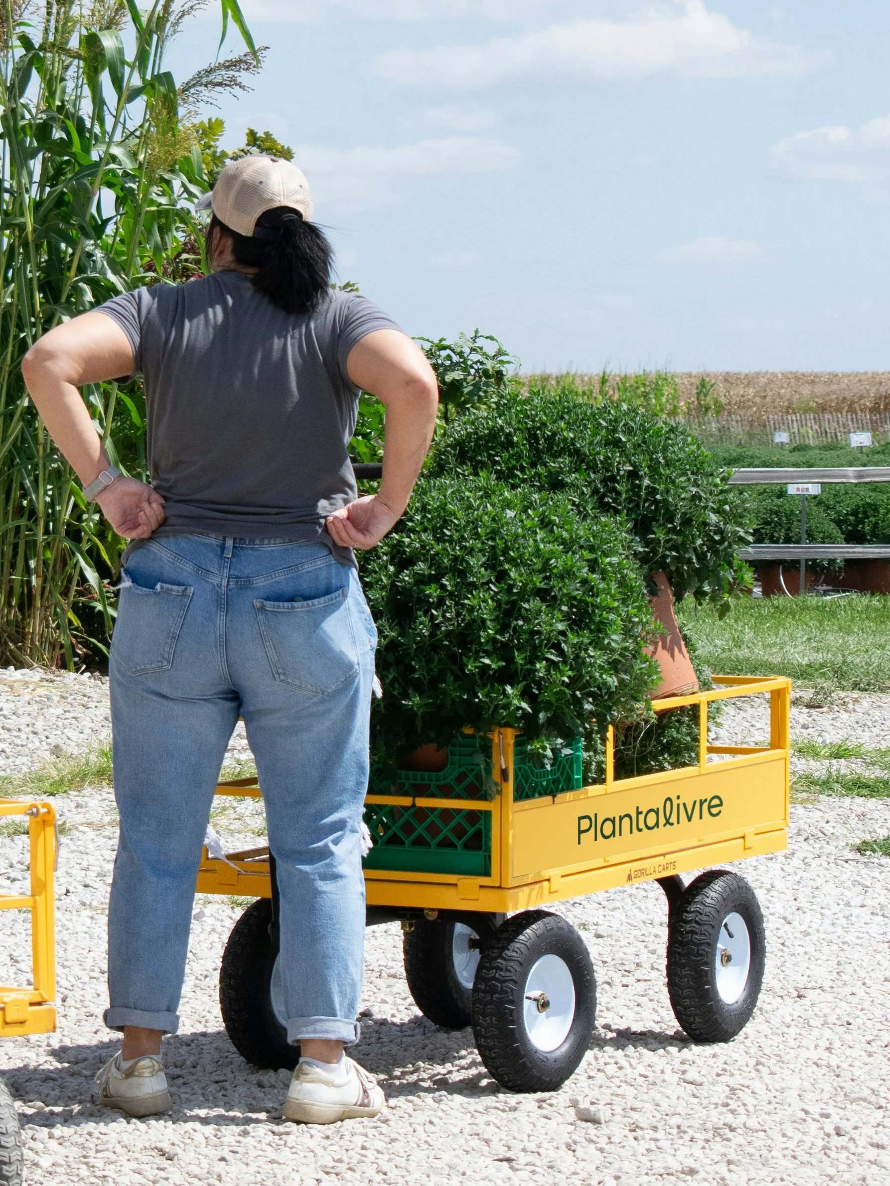 marca_carrinho estufa.jpg