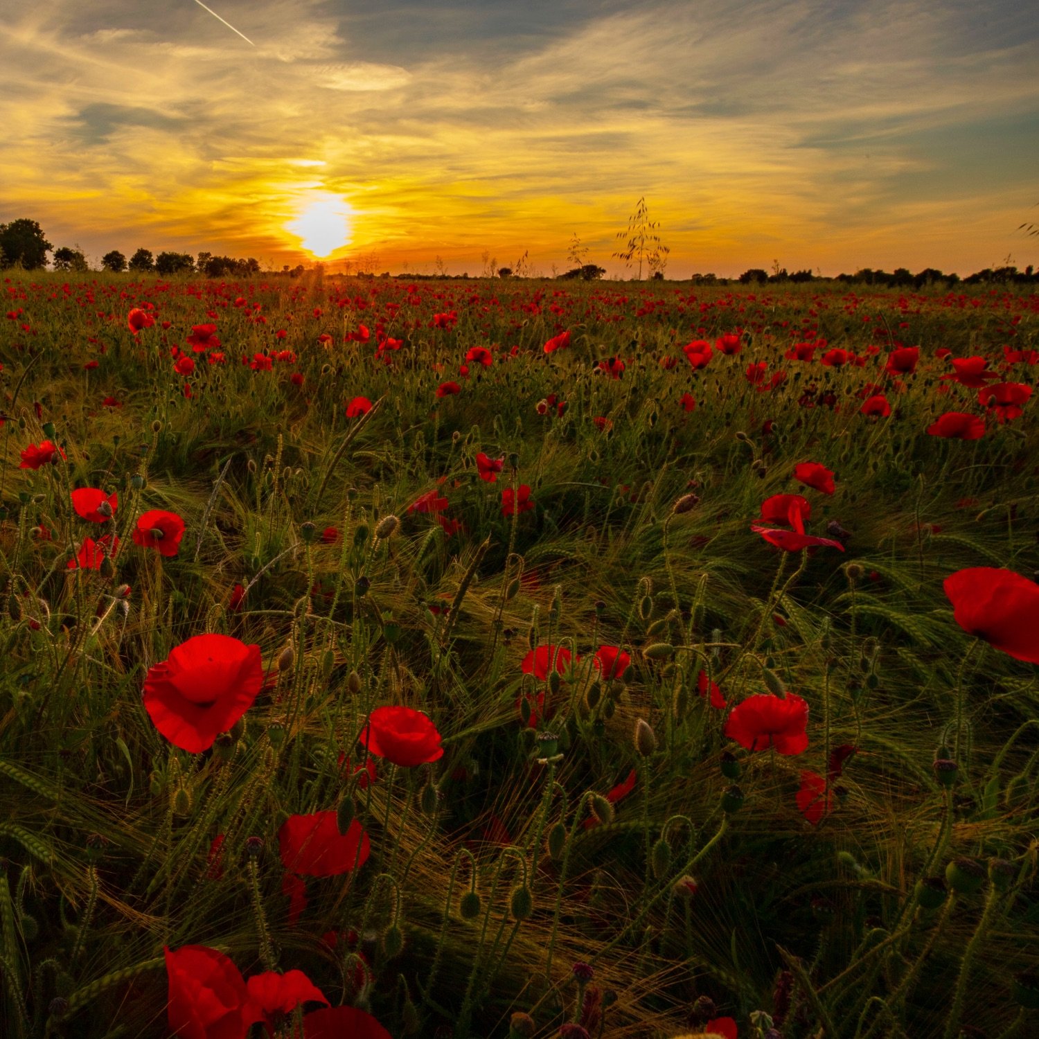 Chloe (w. the Cyriacs) - Land and Longing.jpg