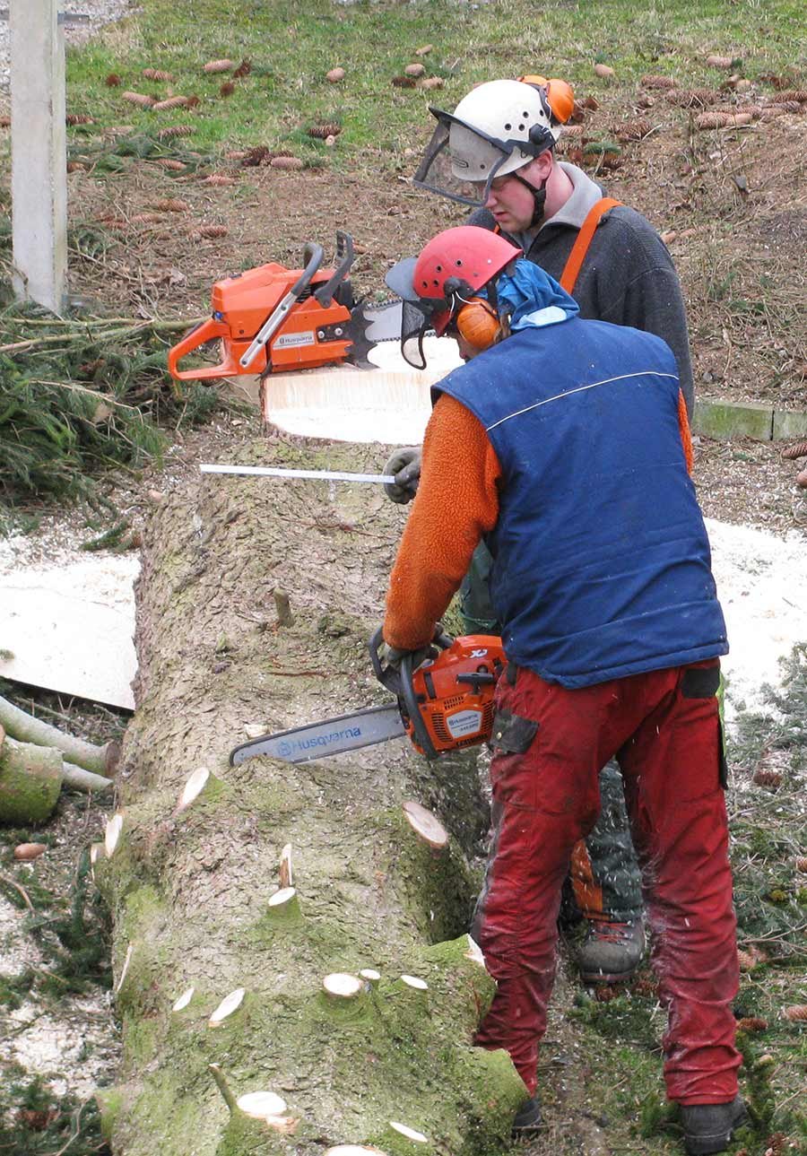 Baumfaellung-Landschaftspflege-Grimm-05.jpg