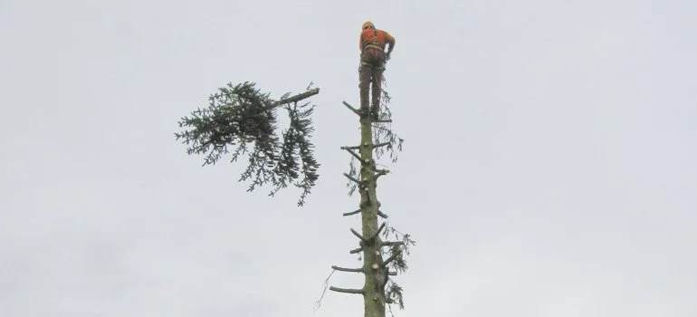 Baumfaellung Hutter 107.jpg