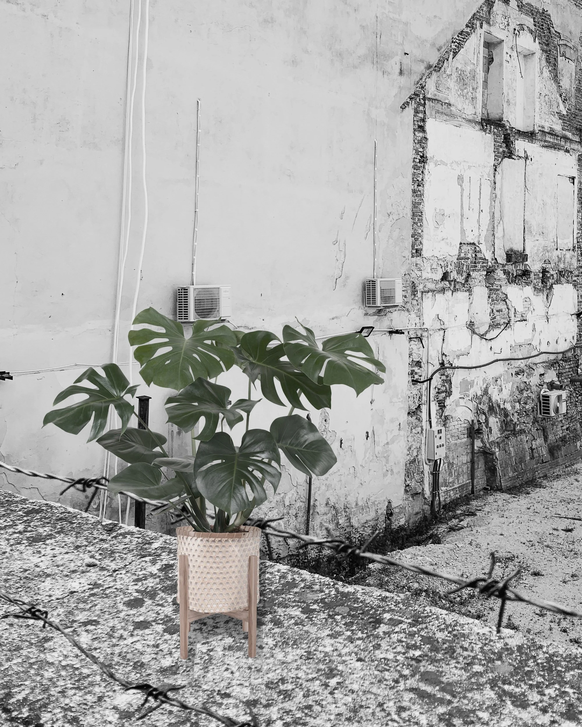 Roots Revisited serie-30.jpg