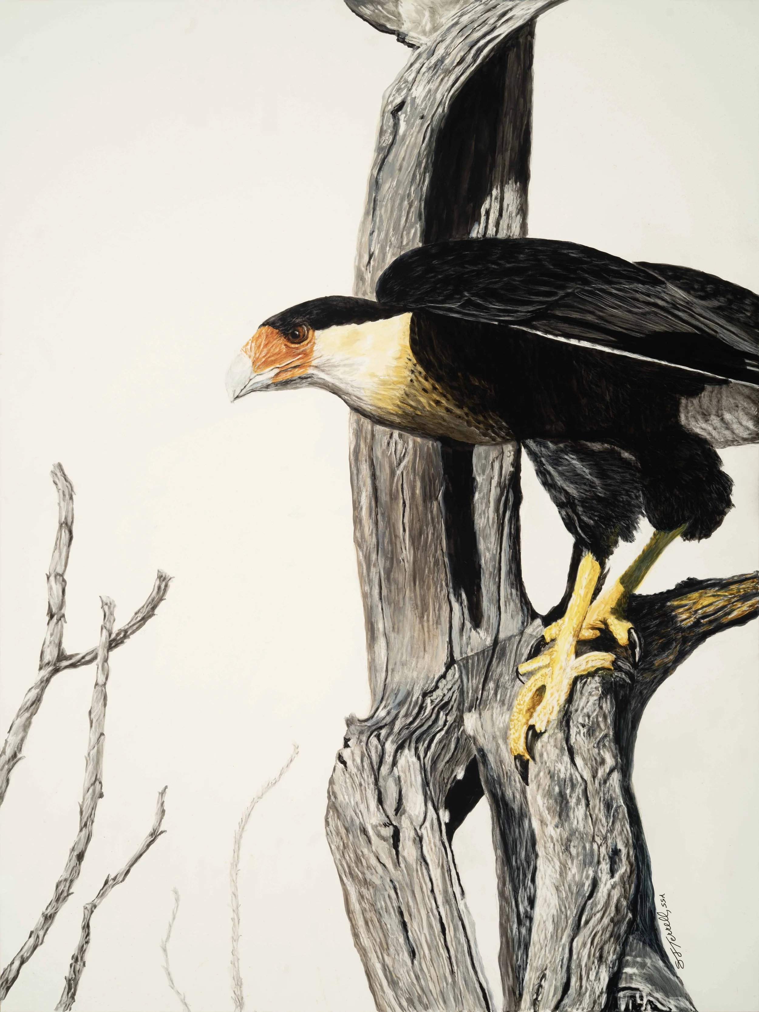 Sally Terrell scratchboard bird 