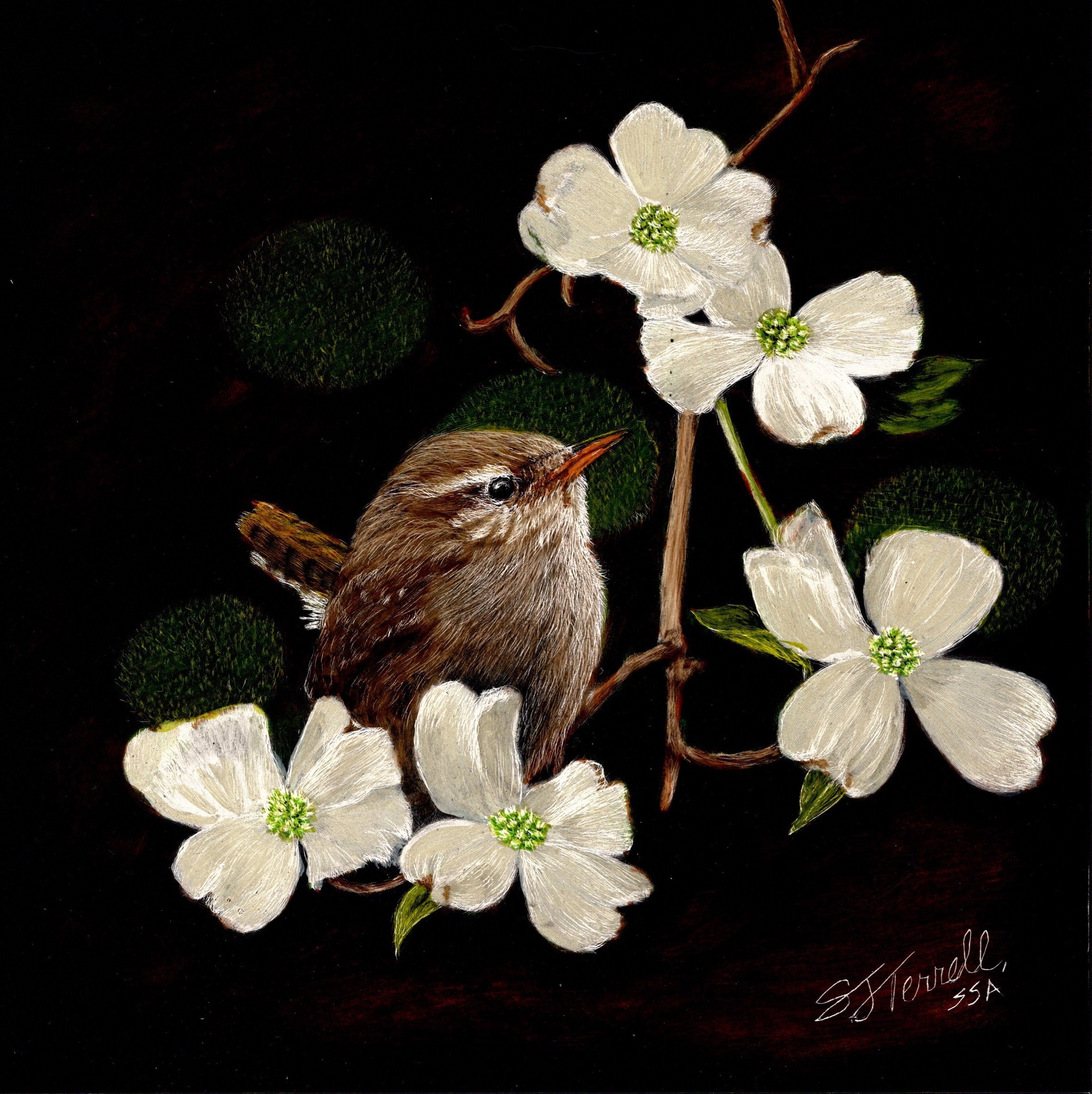 Sally Terrell scratchboard bird dogwood flowers