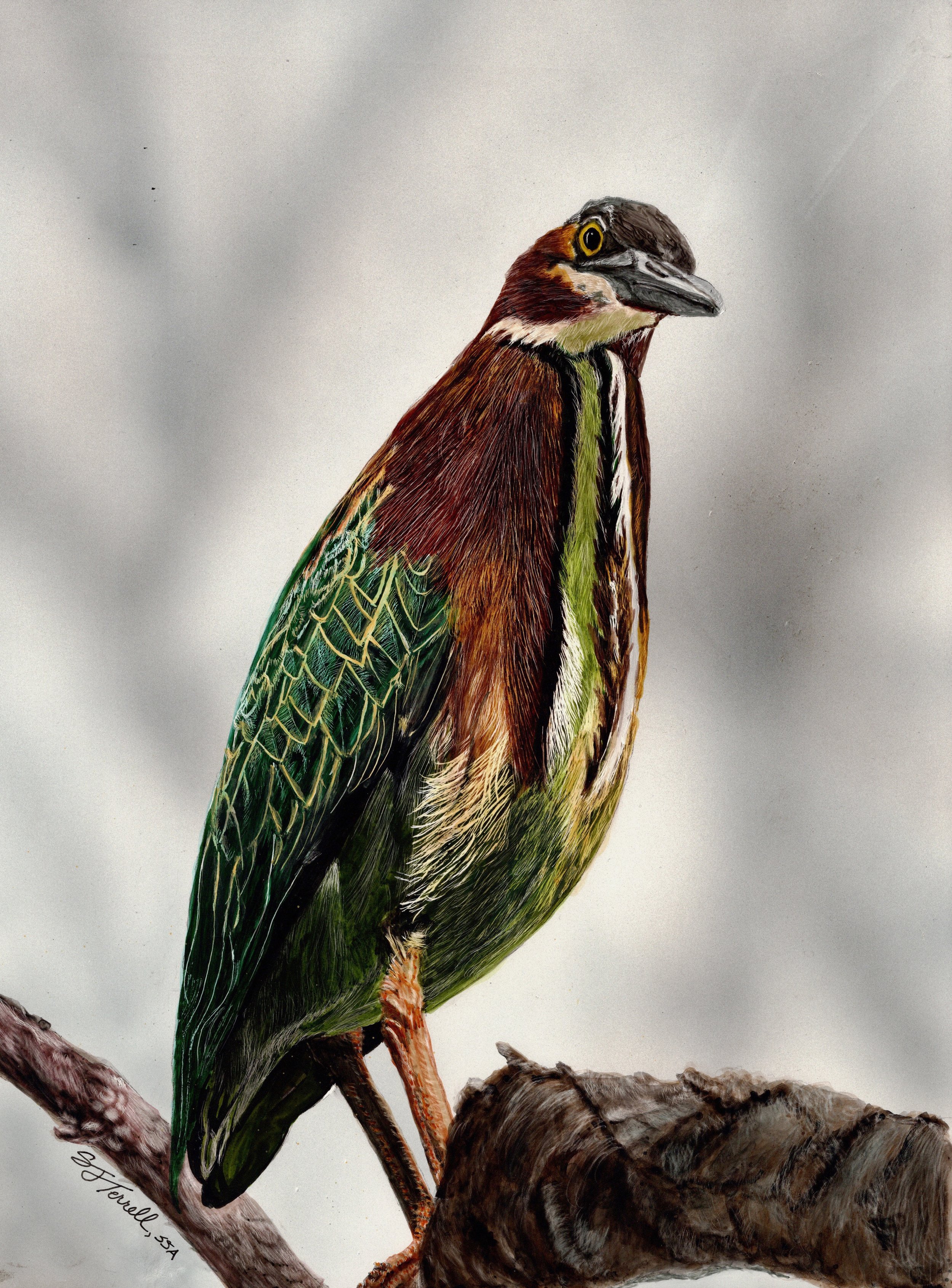 sally terrell scratchboard art of bird