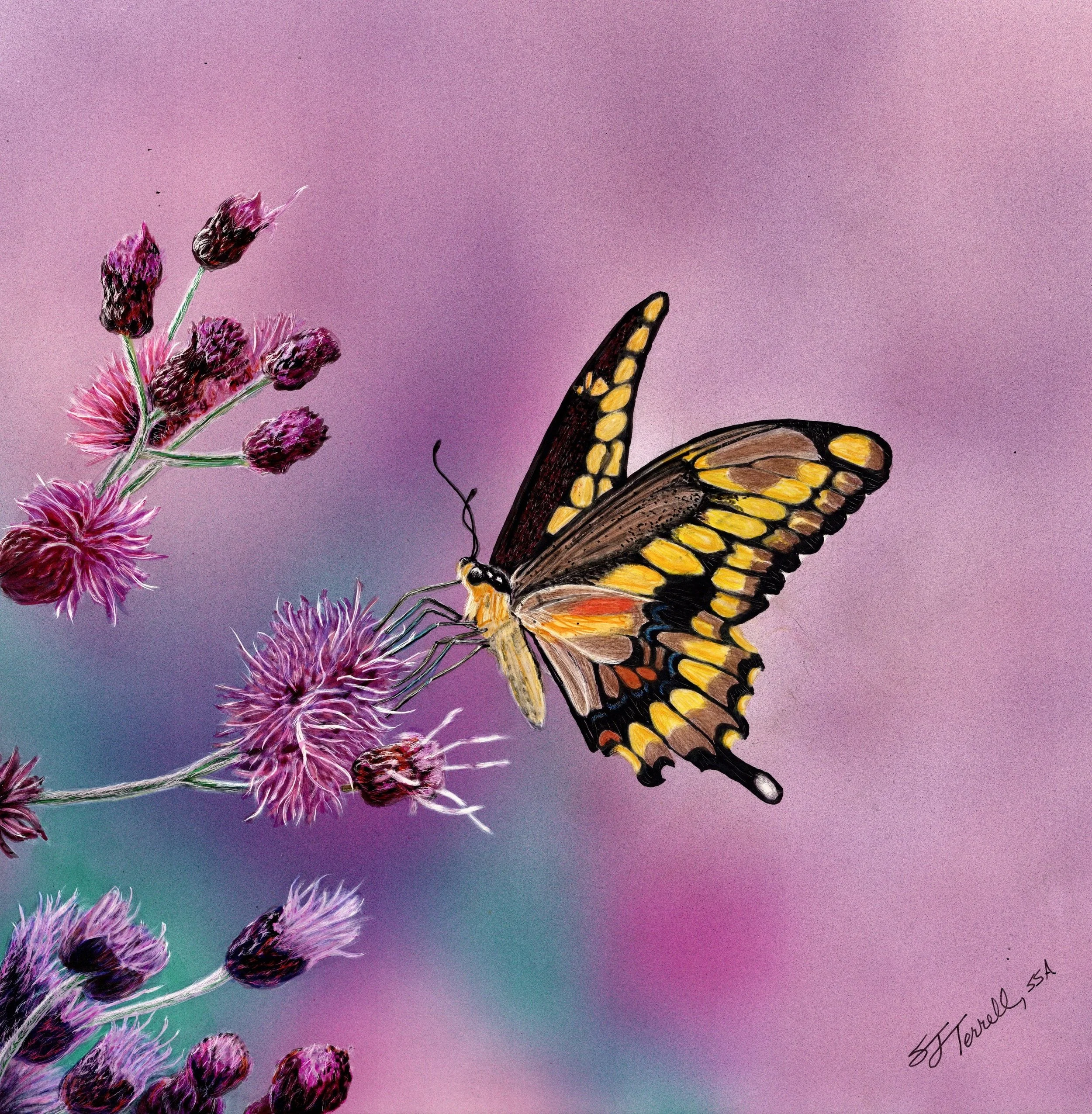 sally terrell scratchboard art of butterfly on pink flowers