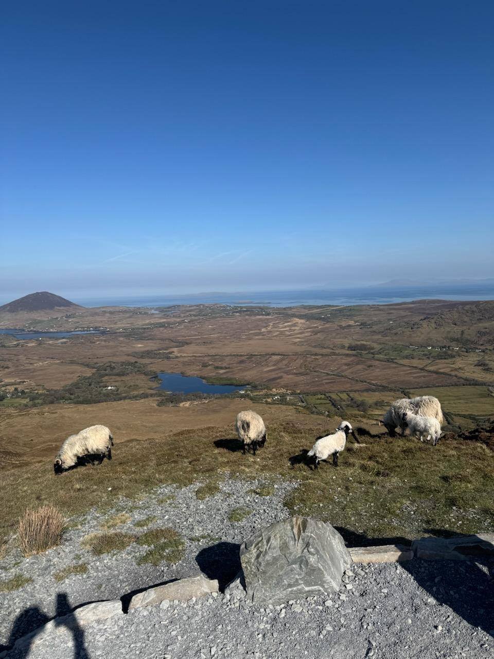 2025 Diamone Hill Sheep.jpg