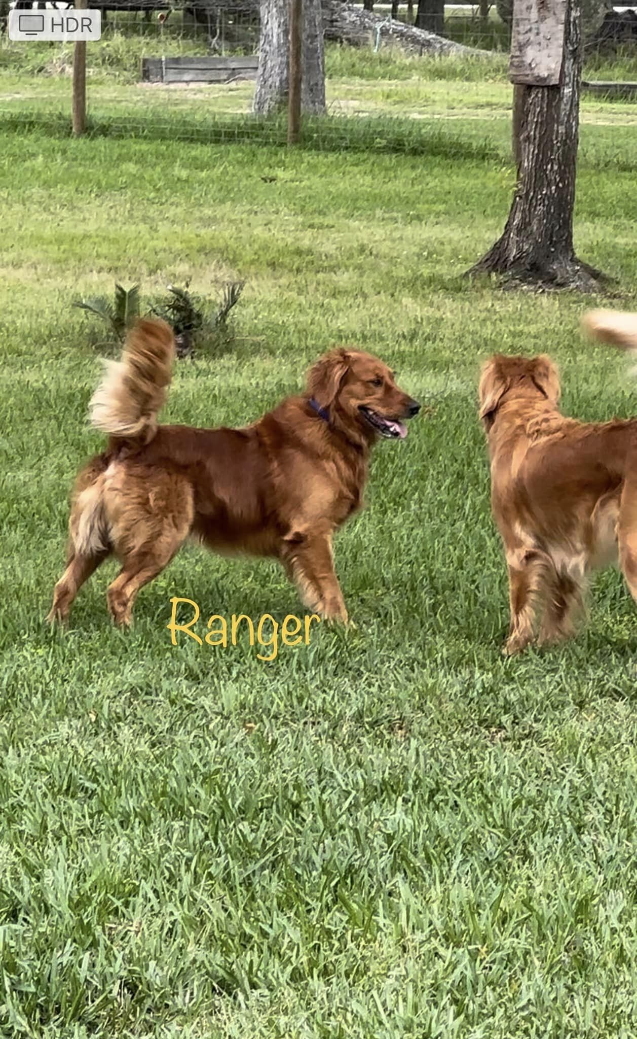 Ranger.jpeg