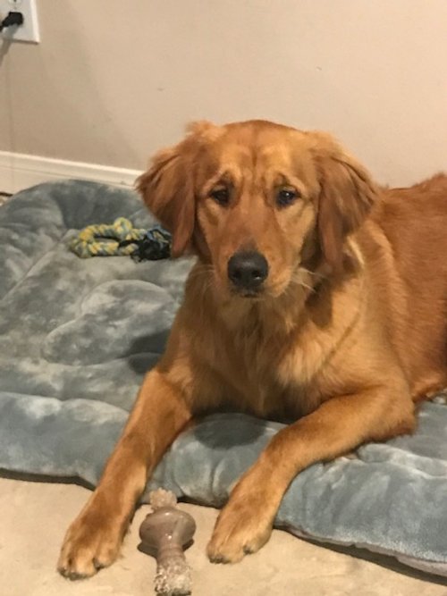 Bonnie