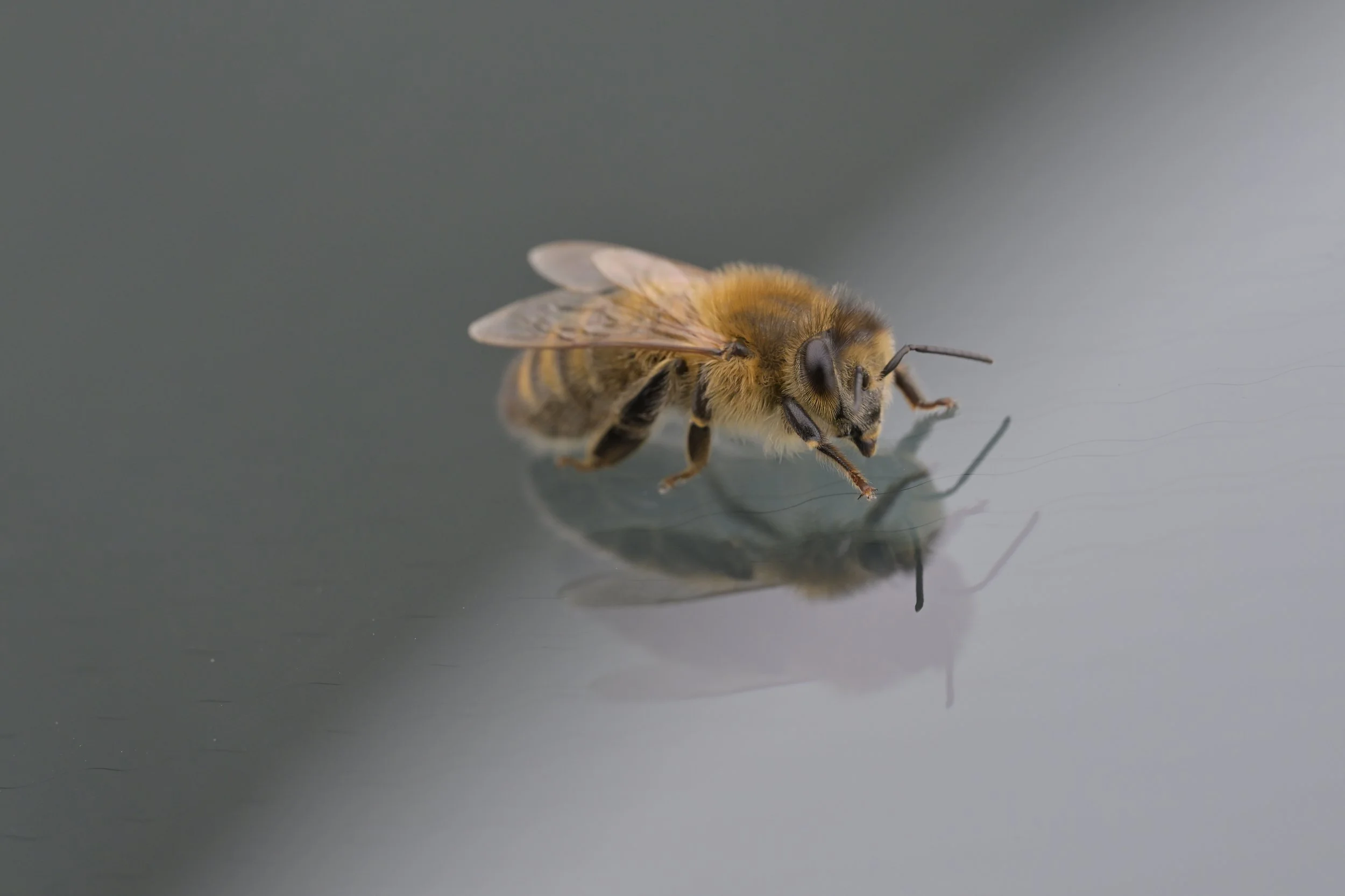Honey Bee.JPG