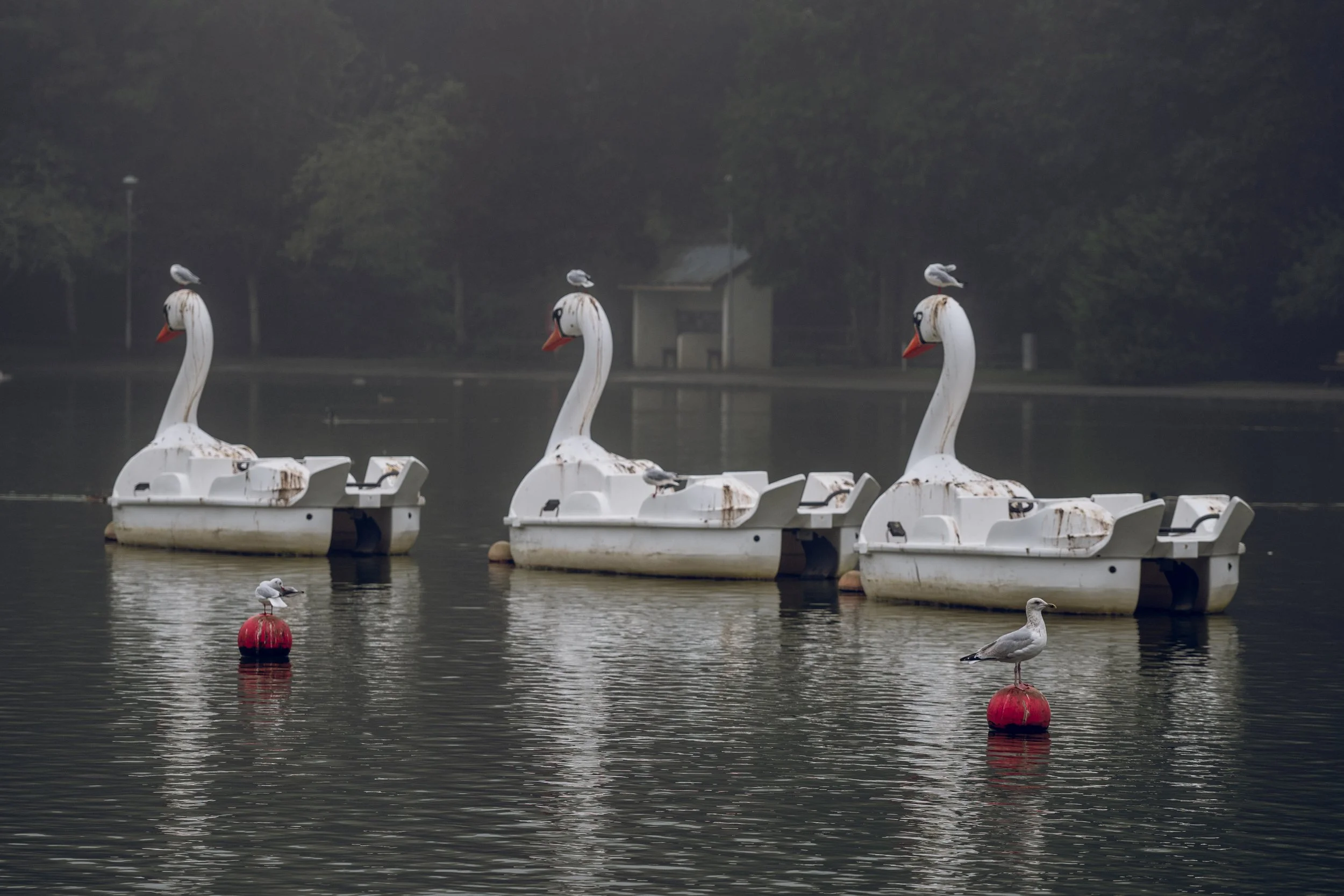 All Your Gulls in a Row.jpg
