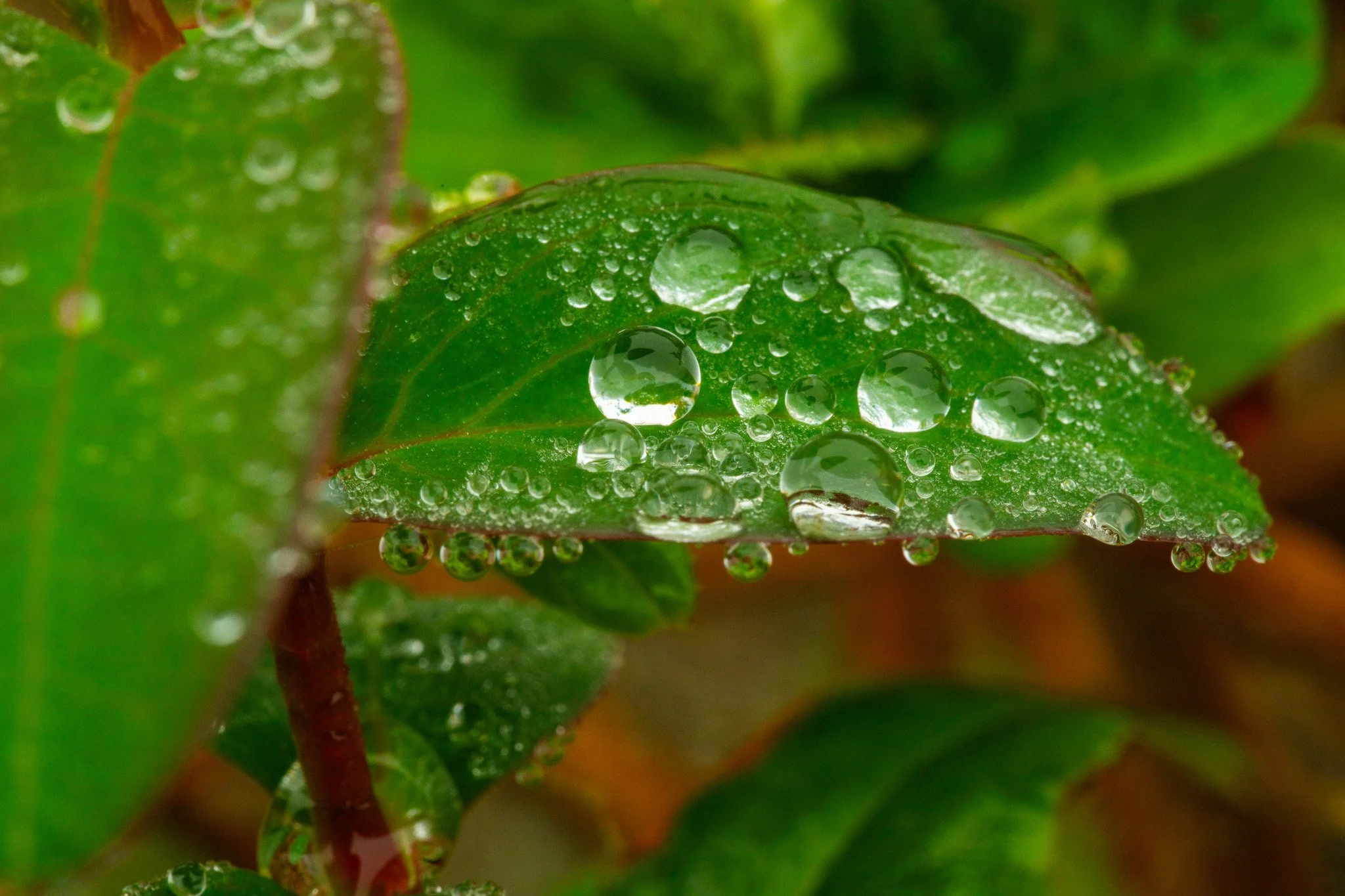 Leaf with waterdrops-2.jpg