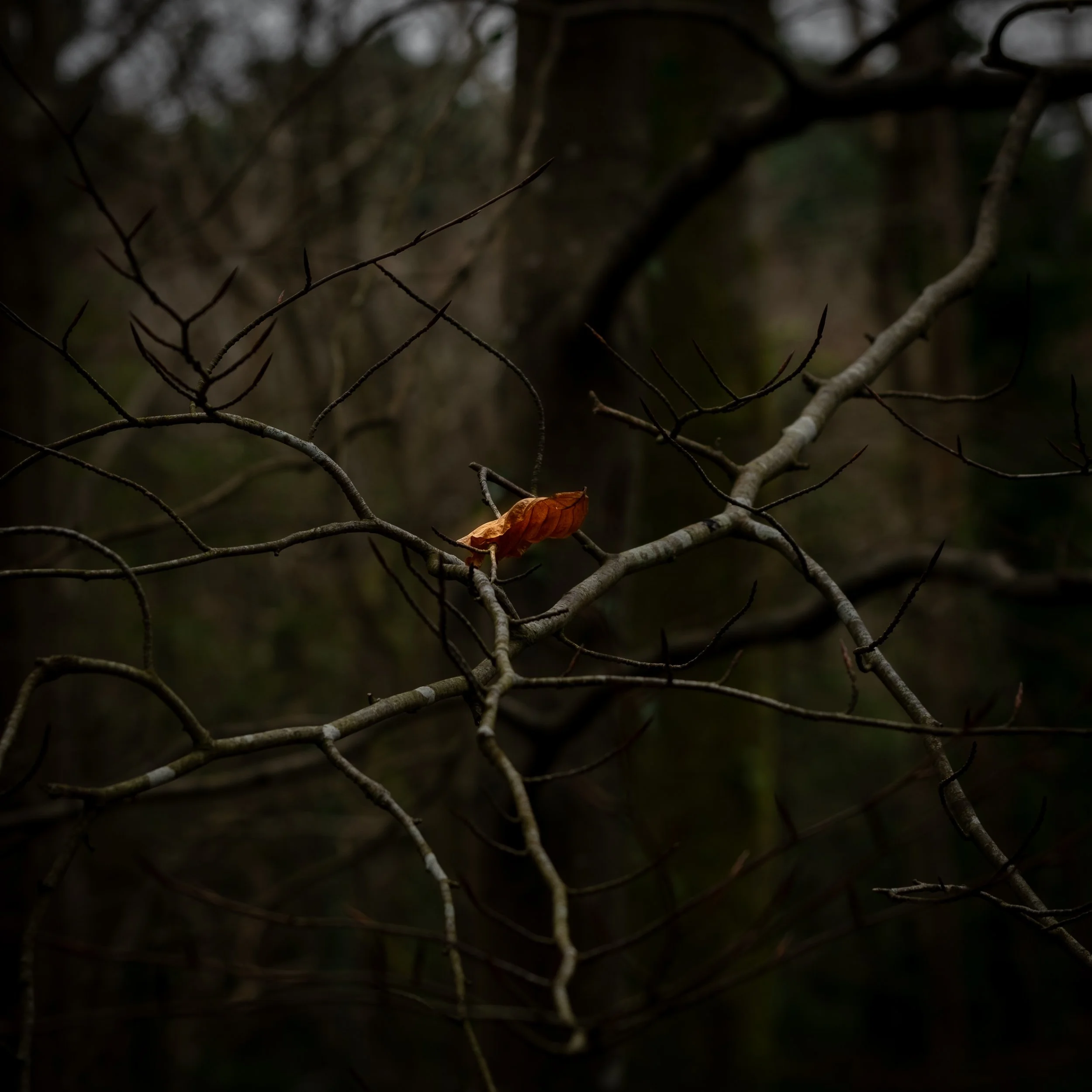 A Leaf.jpg