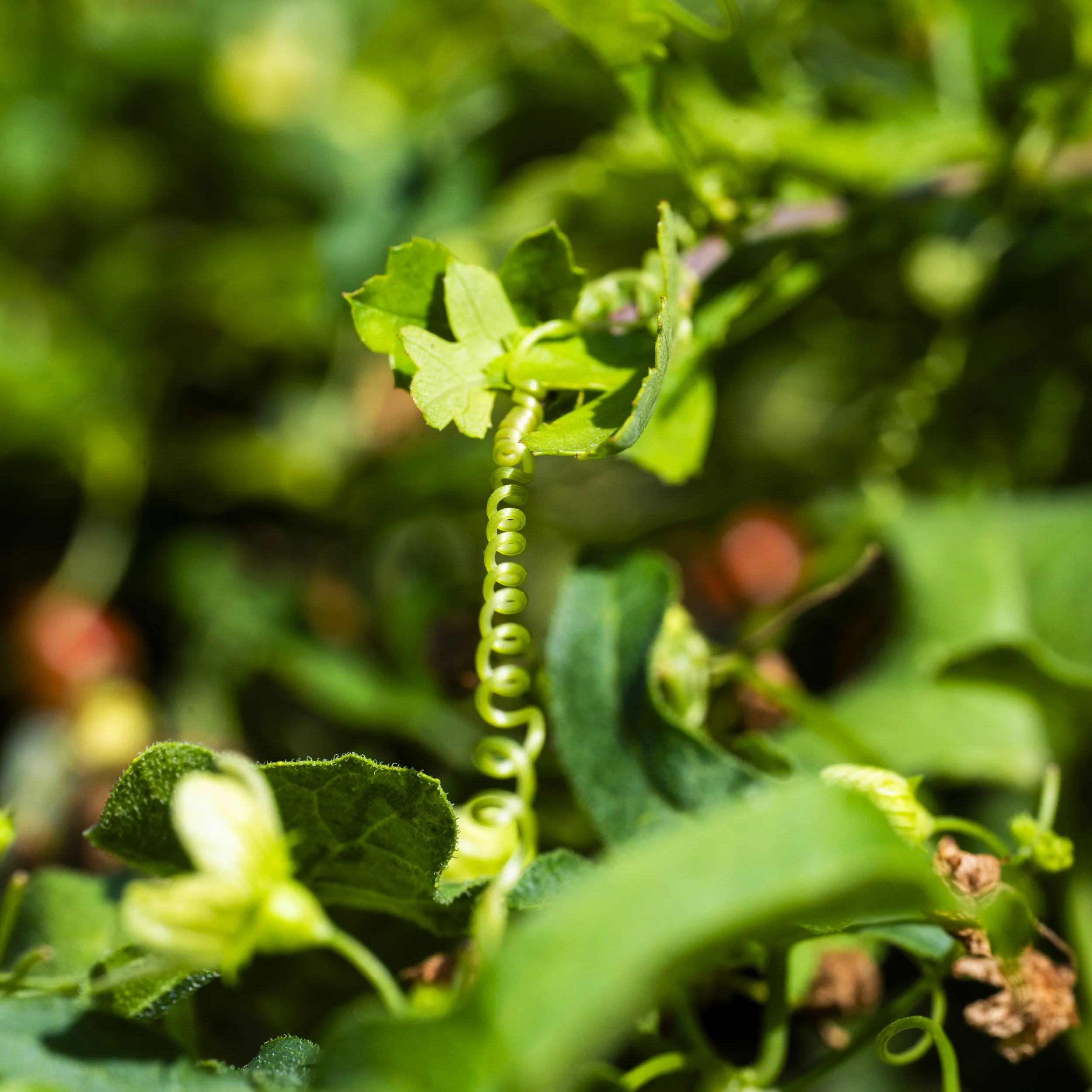 Natures Curls-2.jpg