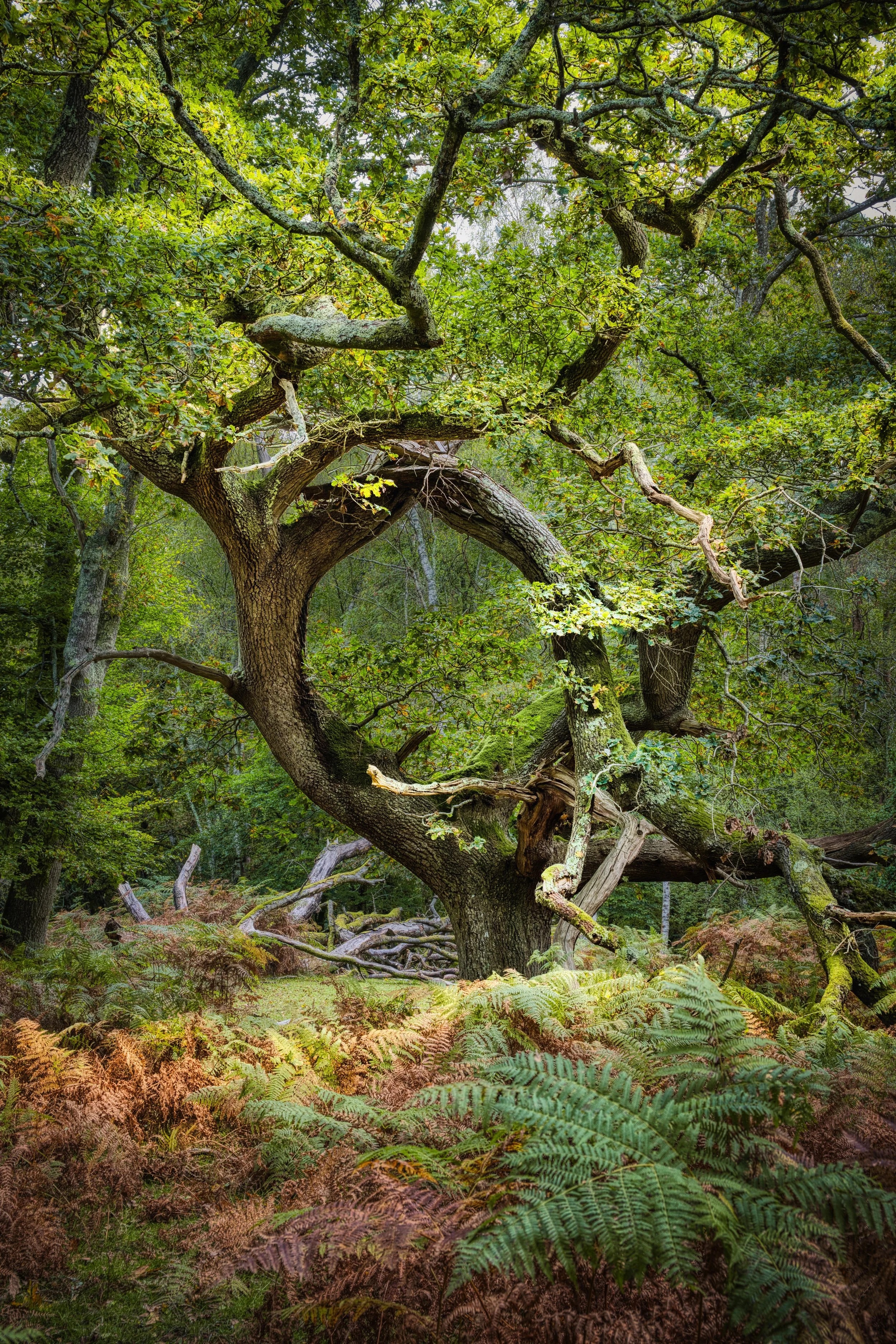 Natures Loophole
