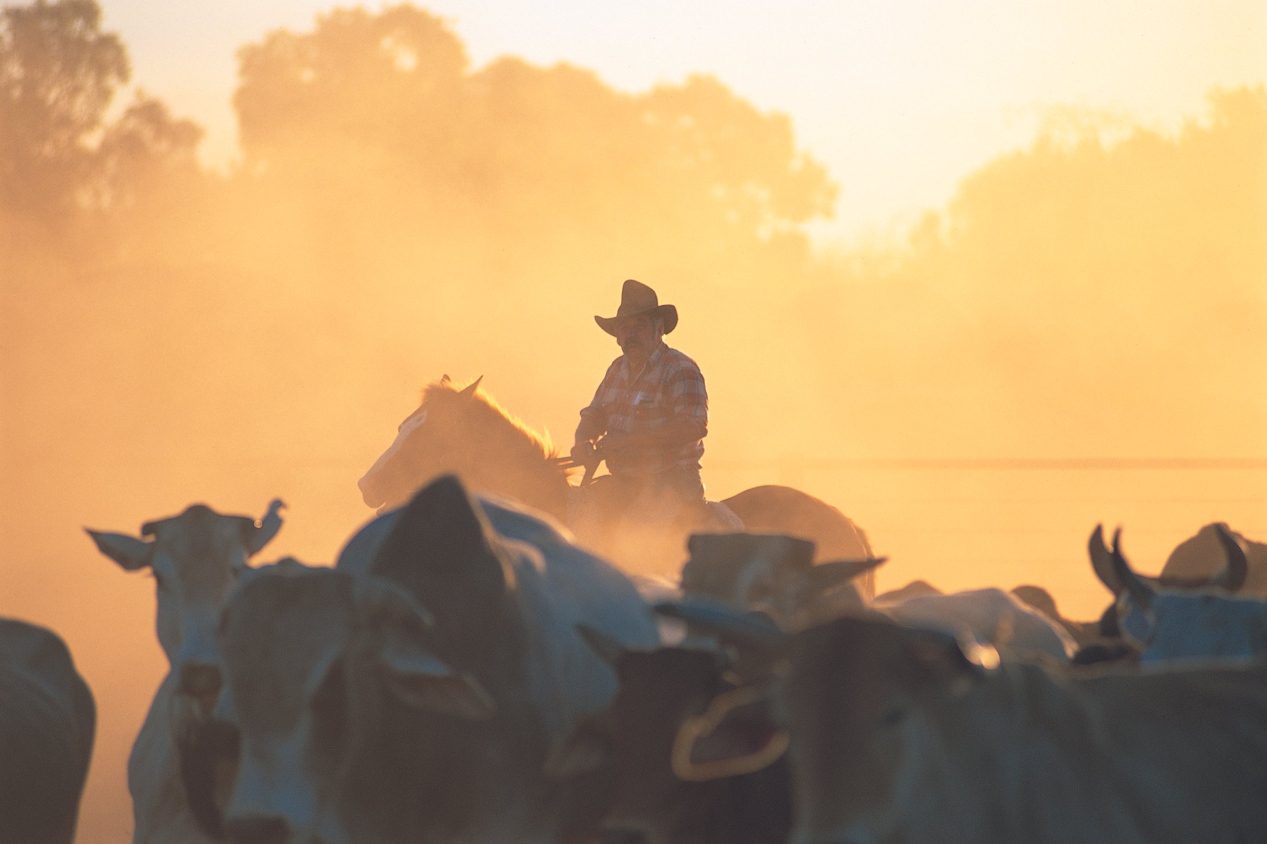 Cattle Work - high res.jpg