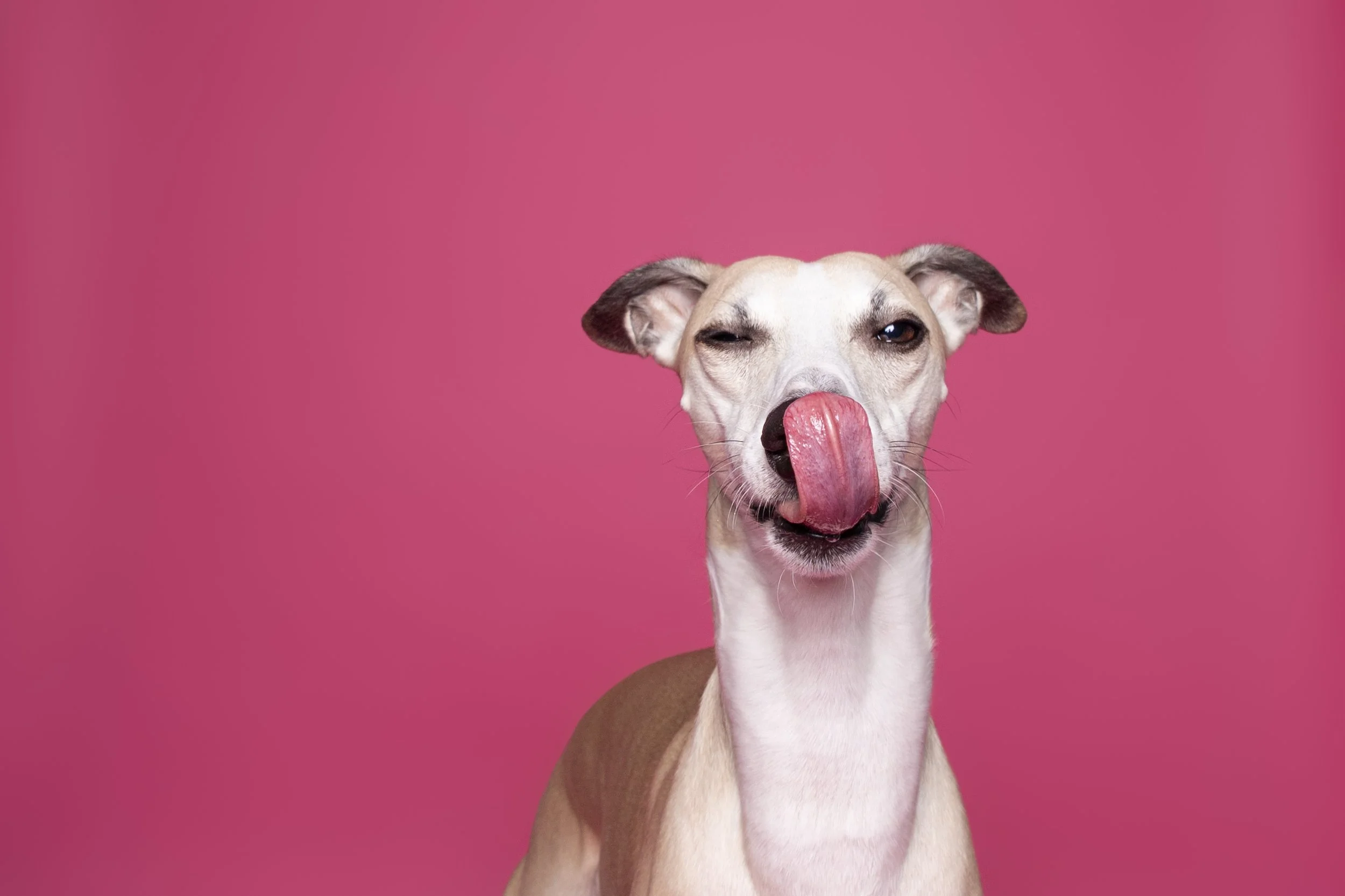 Los perros de sori. Fotógrafo de perros. sesion de fotos. perros. Mascotas en Madrid