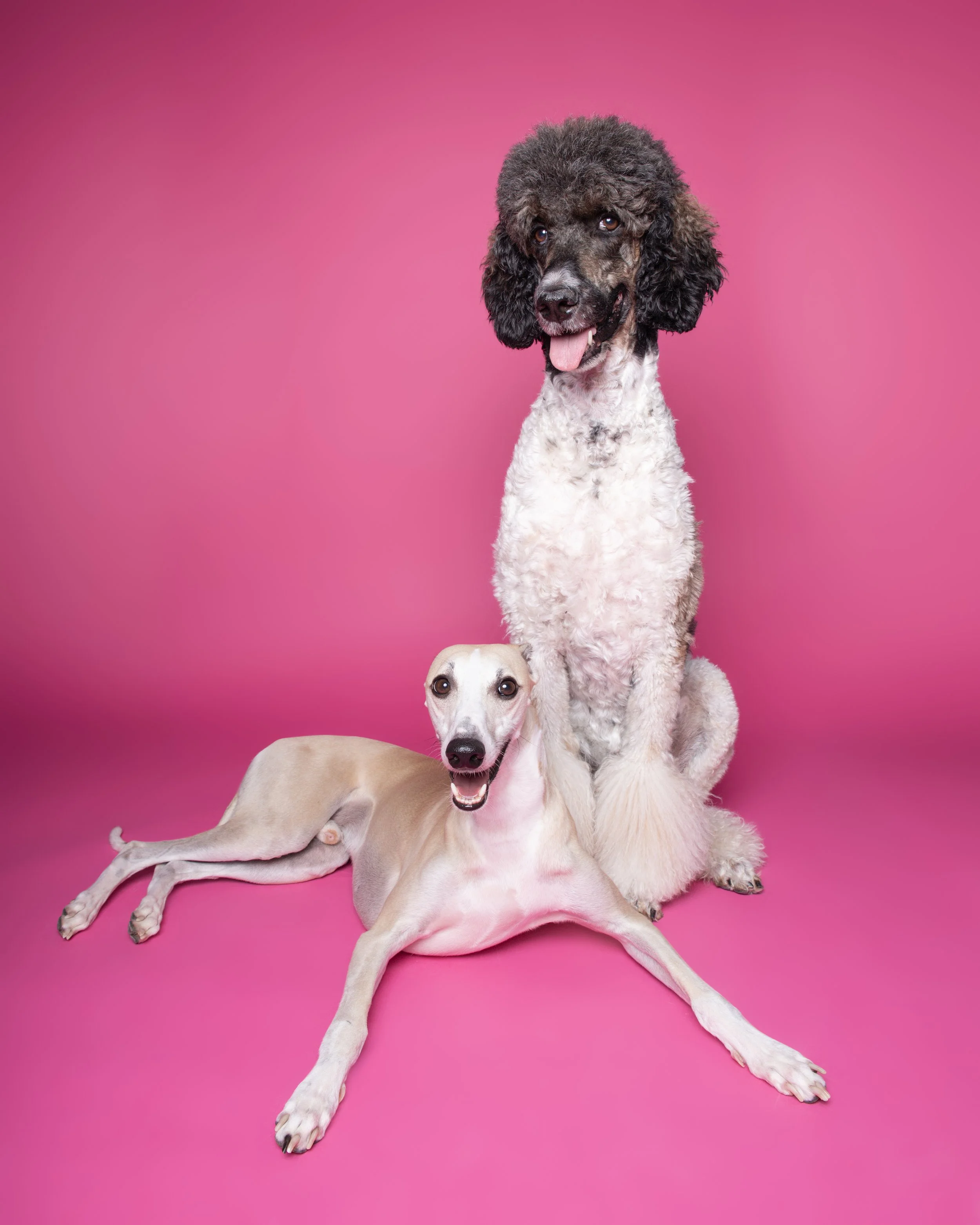Los perros de sori. Fotografo de perros. Madrid. Sesion de fotos. Perros