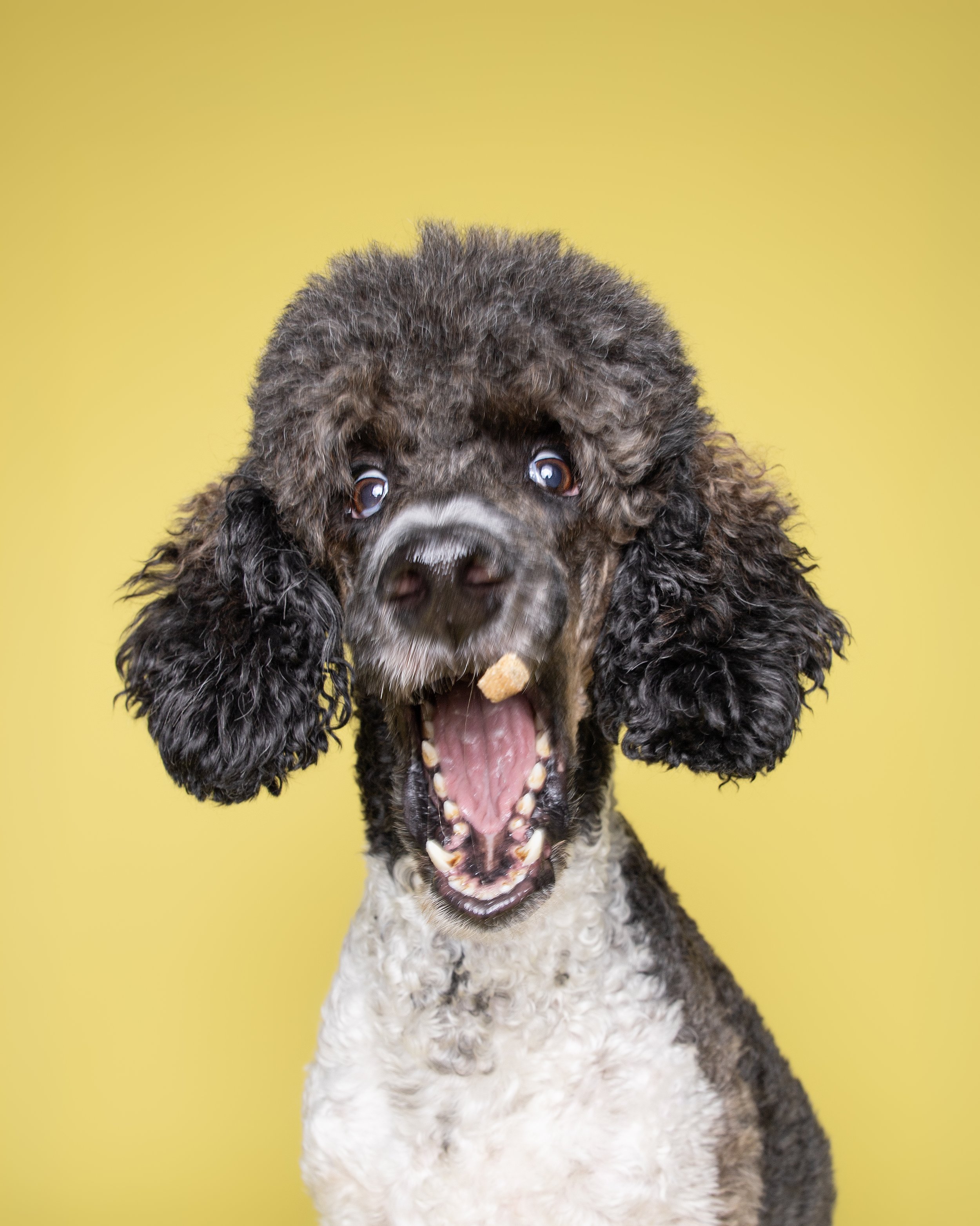 fotografo de perros. Los perros de sori. Madrid. Mascotas. Perros. Sesion de fotos.