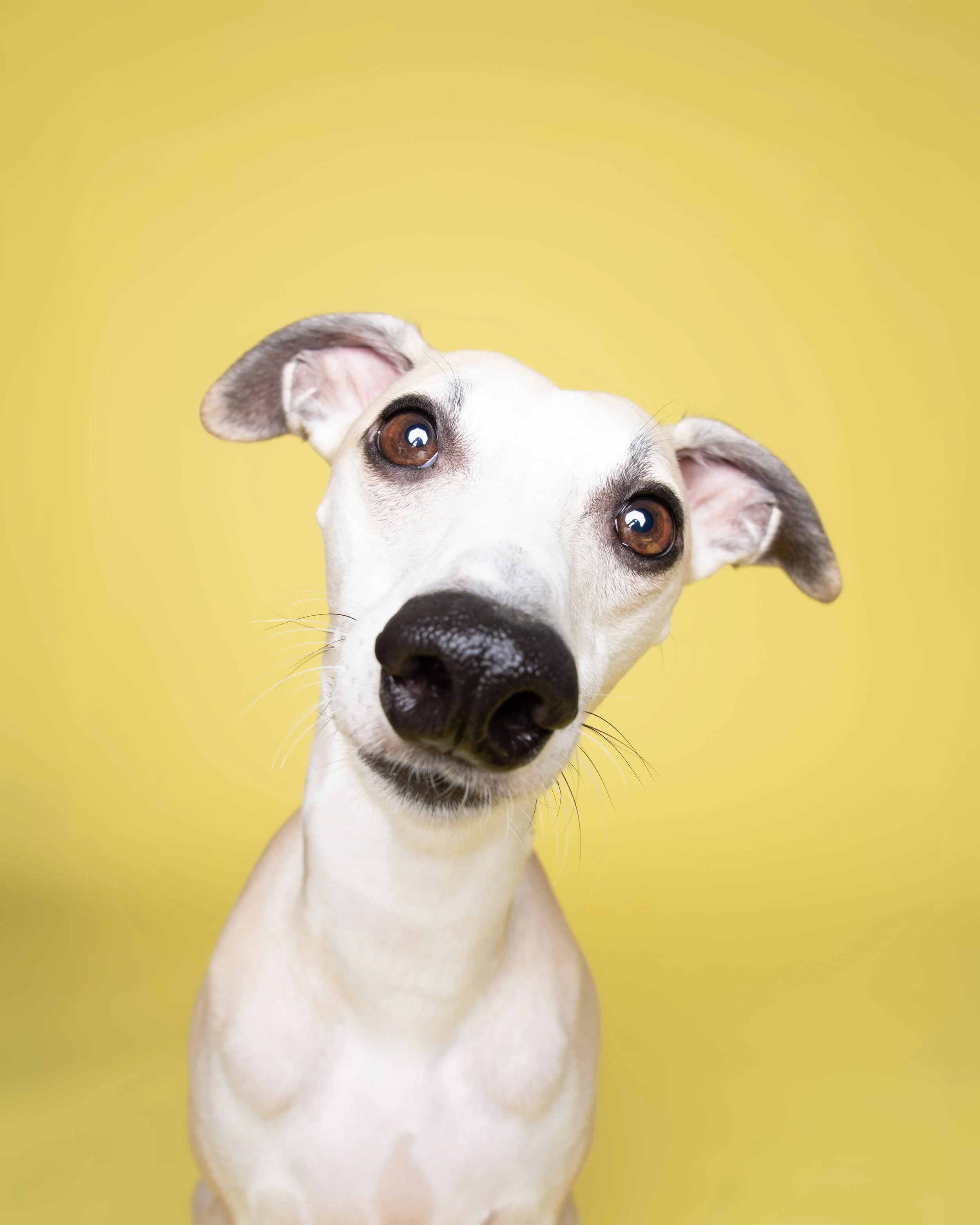 los perros de sori. Fotografo de perros. Madrid. Sesión de fotos. Mascotas