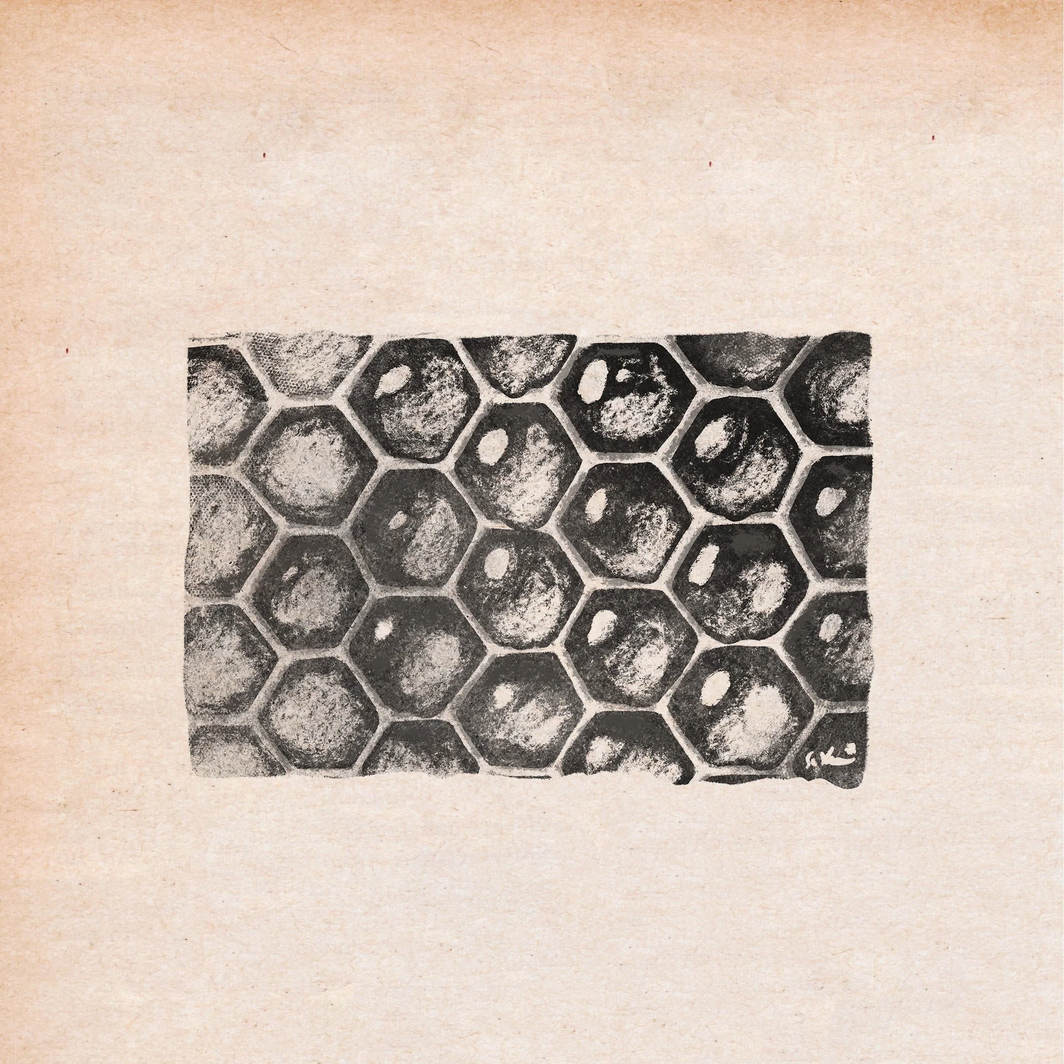 IP Hex Hive.jpg