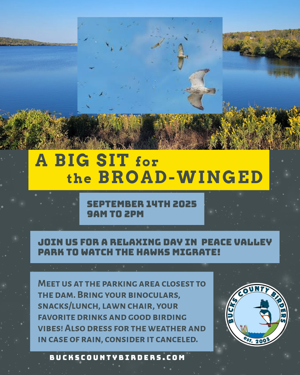 A Big Sit for the Broad-winged at Peace Valley