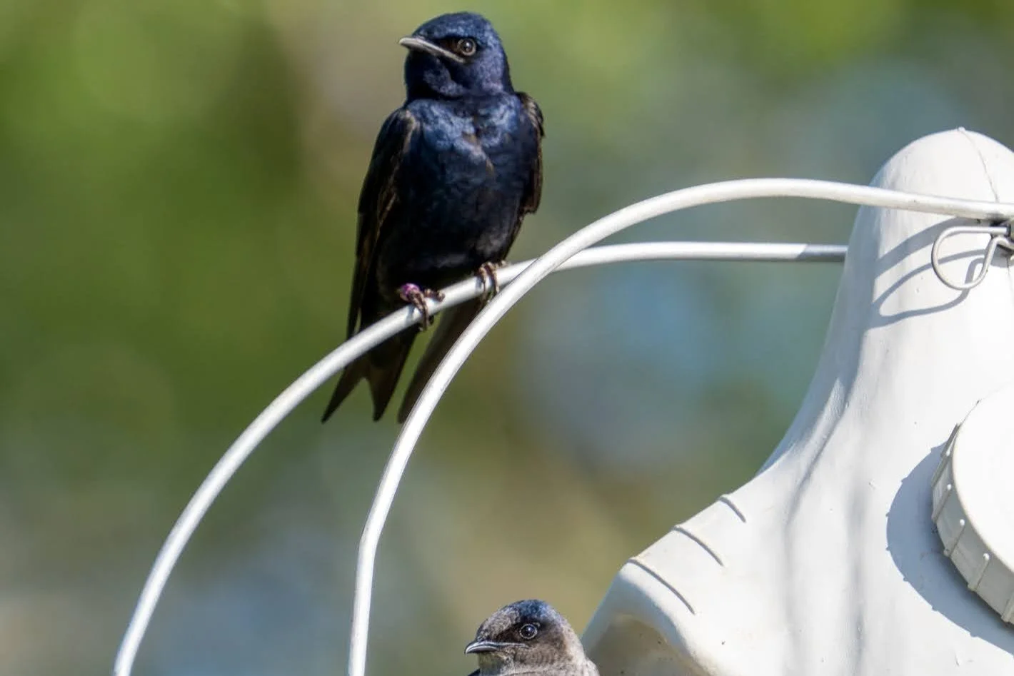 March Meeting with Mercedes Leofsky from the Purple Martin Conservation Association