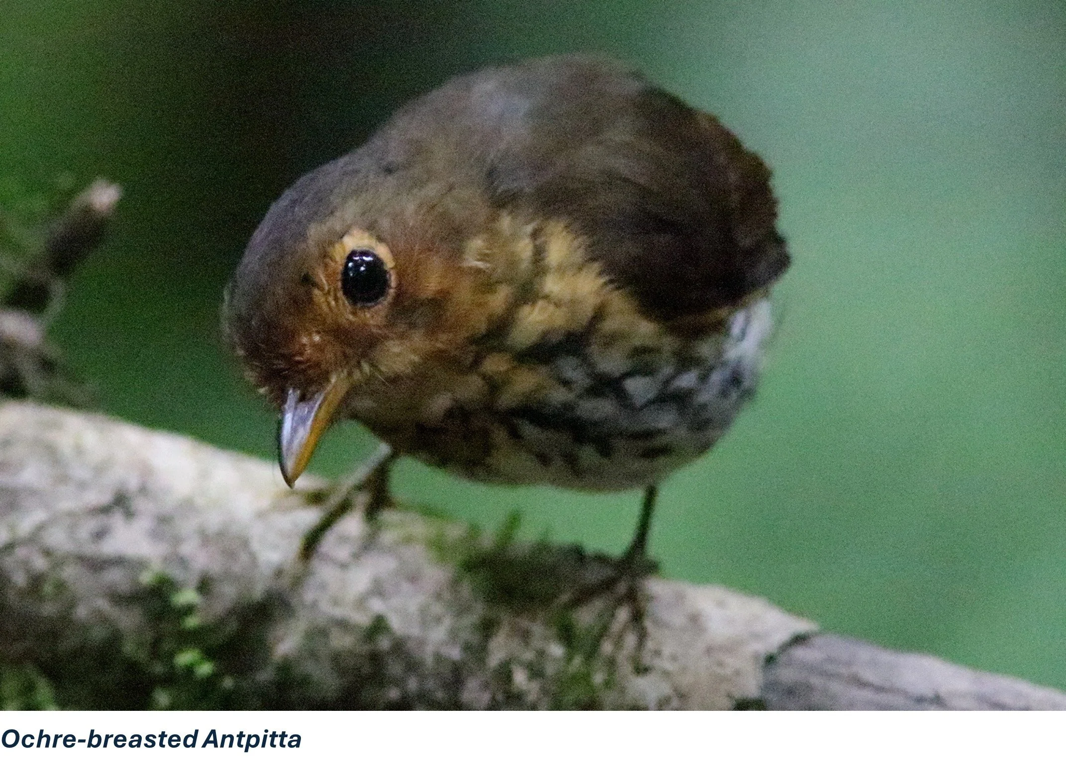 Birding Ecuador Part 1 - The Antpittas