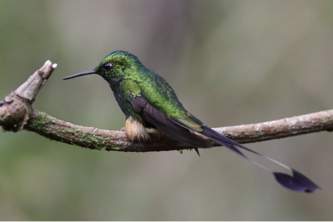 Birding Ecuador (Part 2) - The Hummingbirds