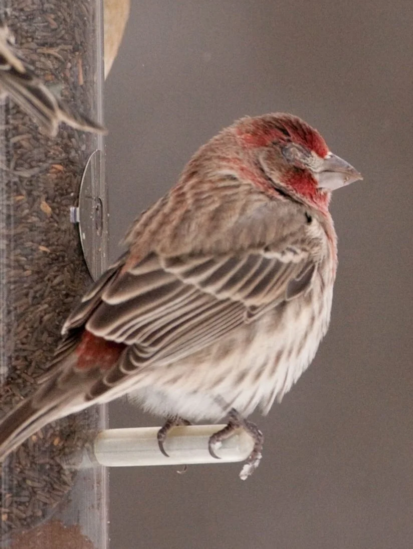 Finch Conjunctivitis