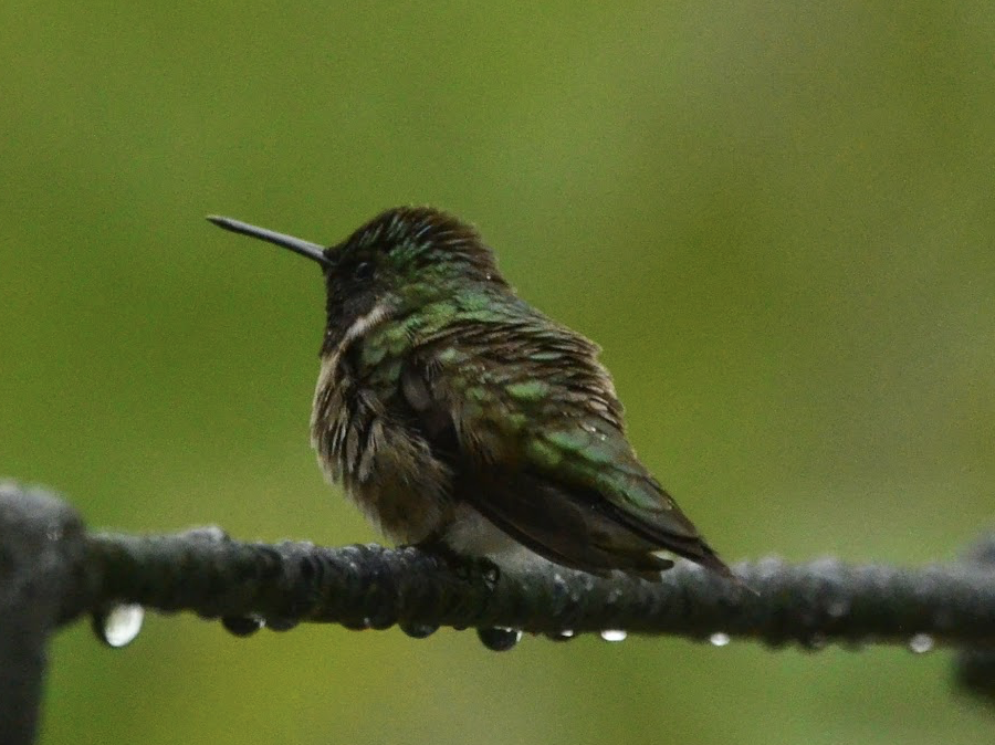 Welcome Hummingbirds Back to Your Garden