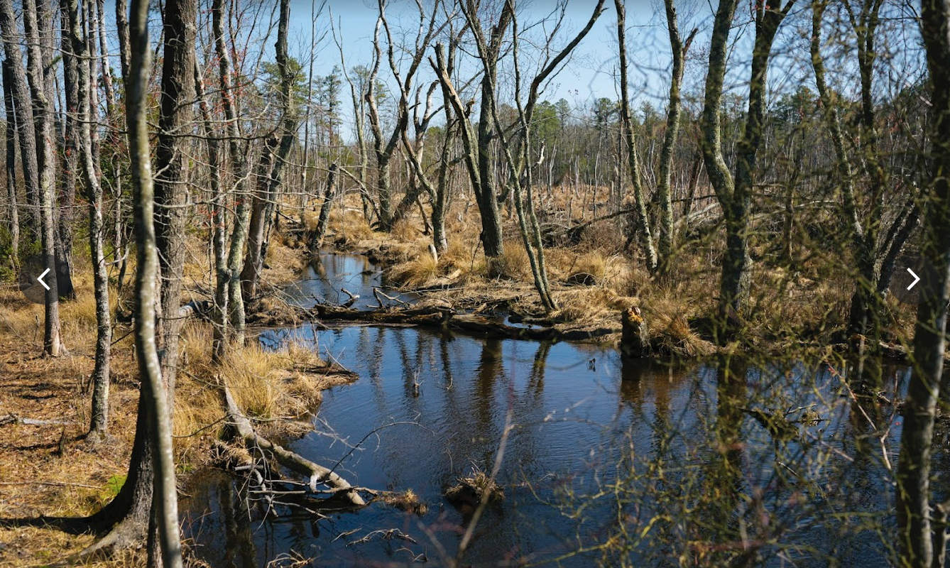 April Trip to Belleplain State Forest, NJ