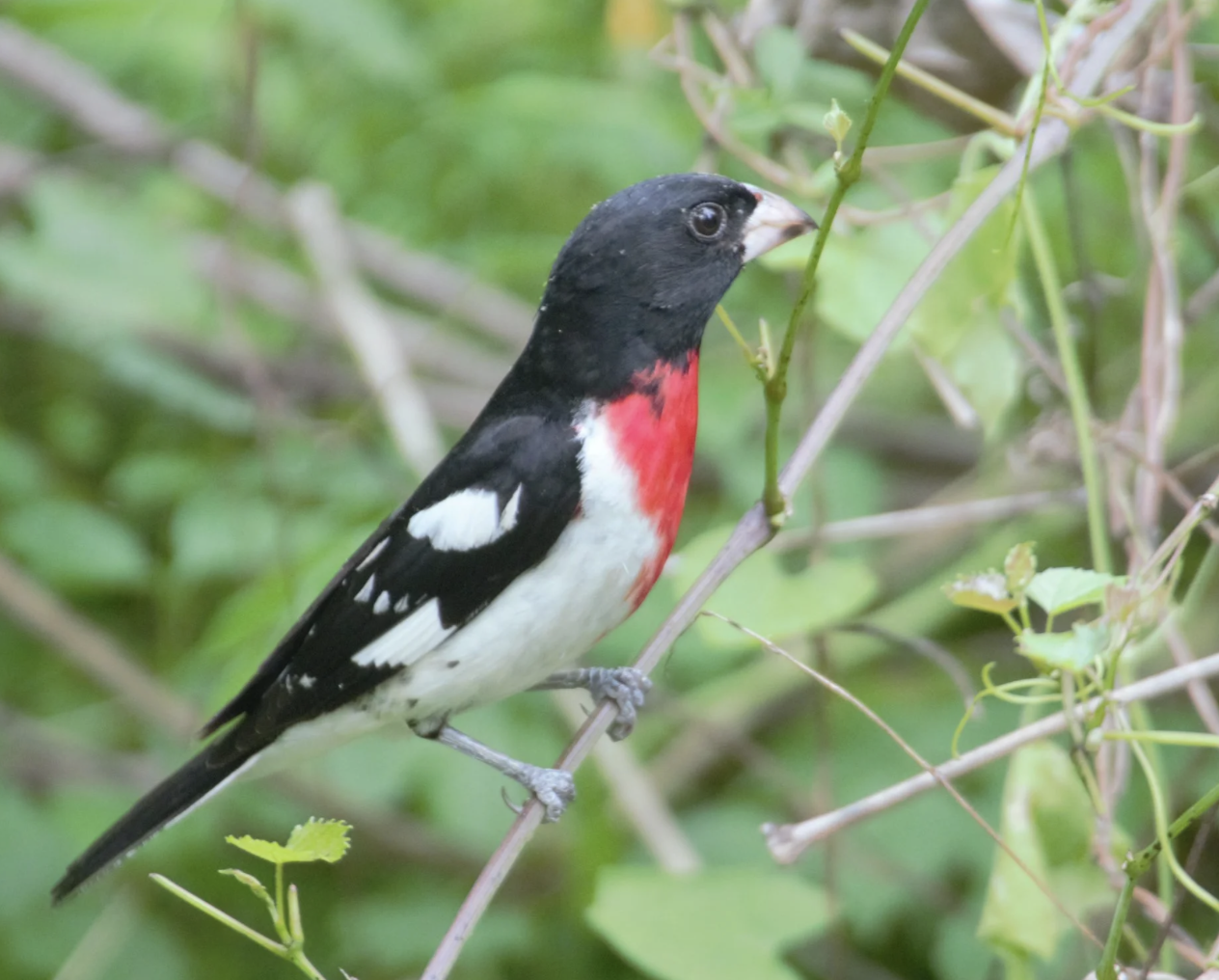 Warrington Township Spring Migration Friday Bird Walks (1/6)