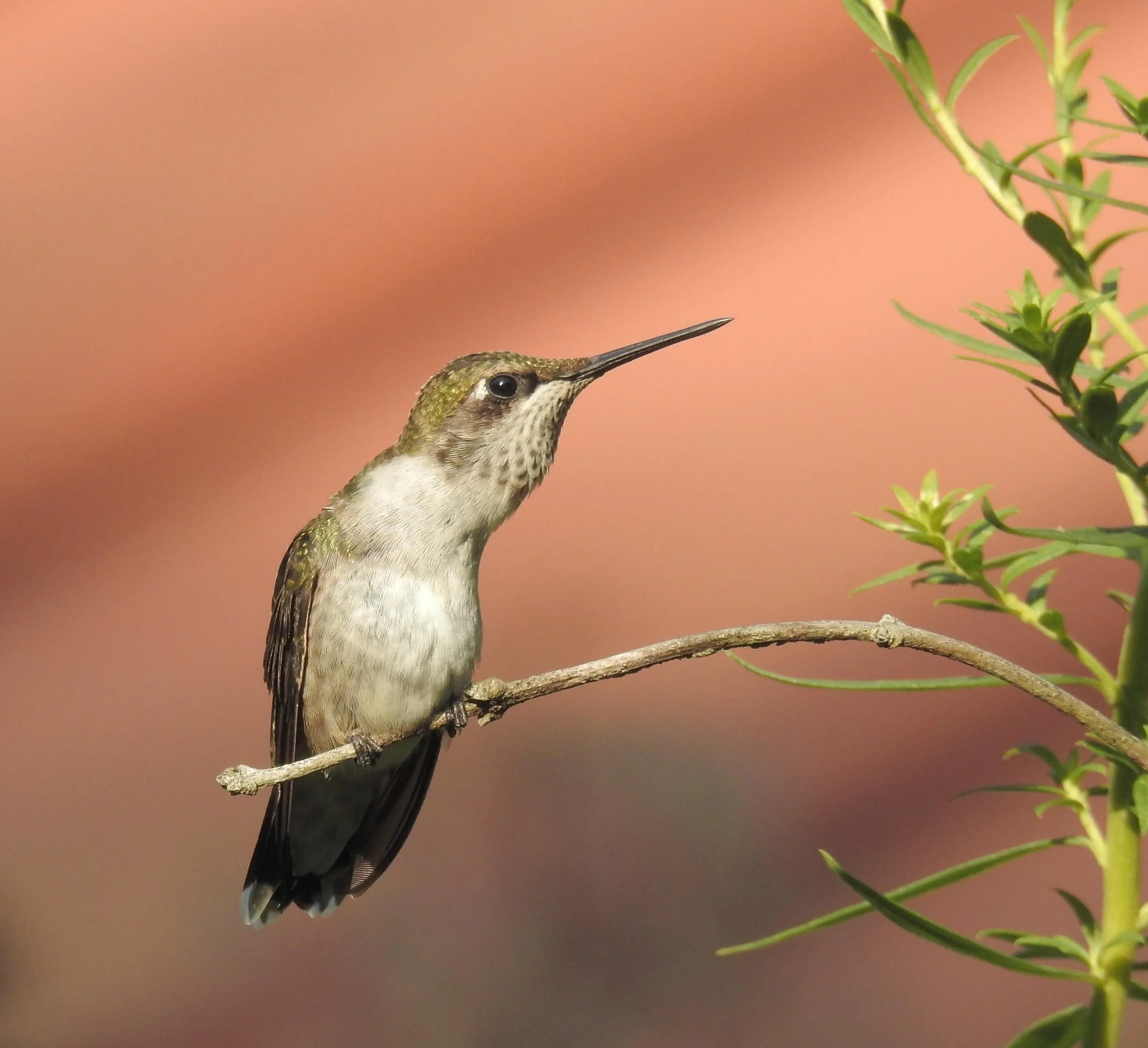 Warrington Township Spring Migration Friday Bird Walks (4/6)