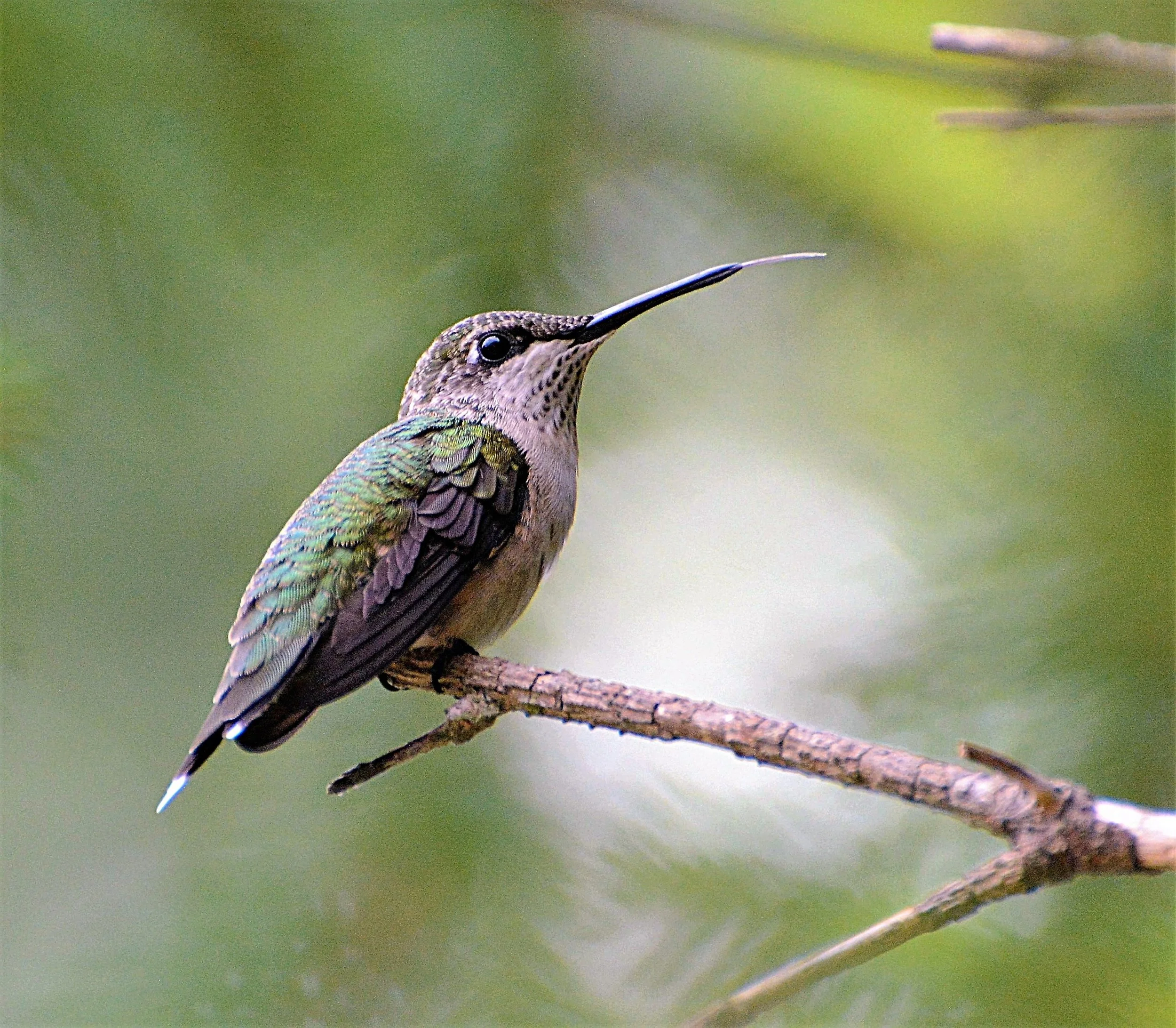 Warrington Township Spring Migration Friday Bird Walks (5/6)