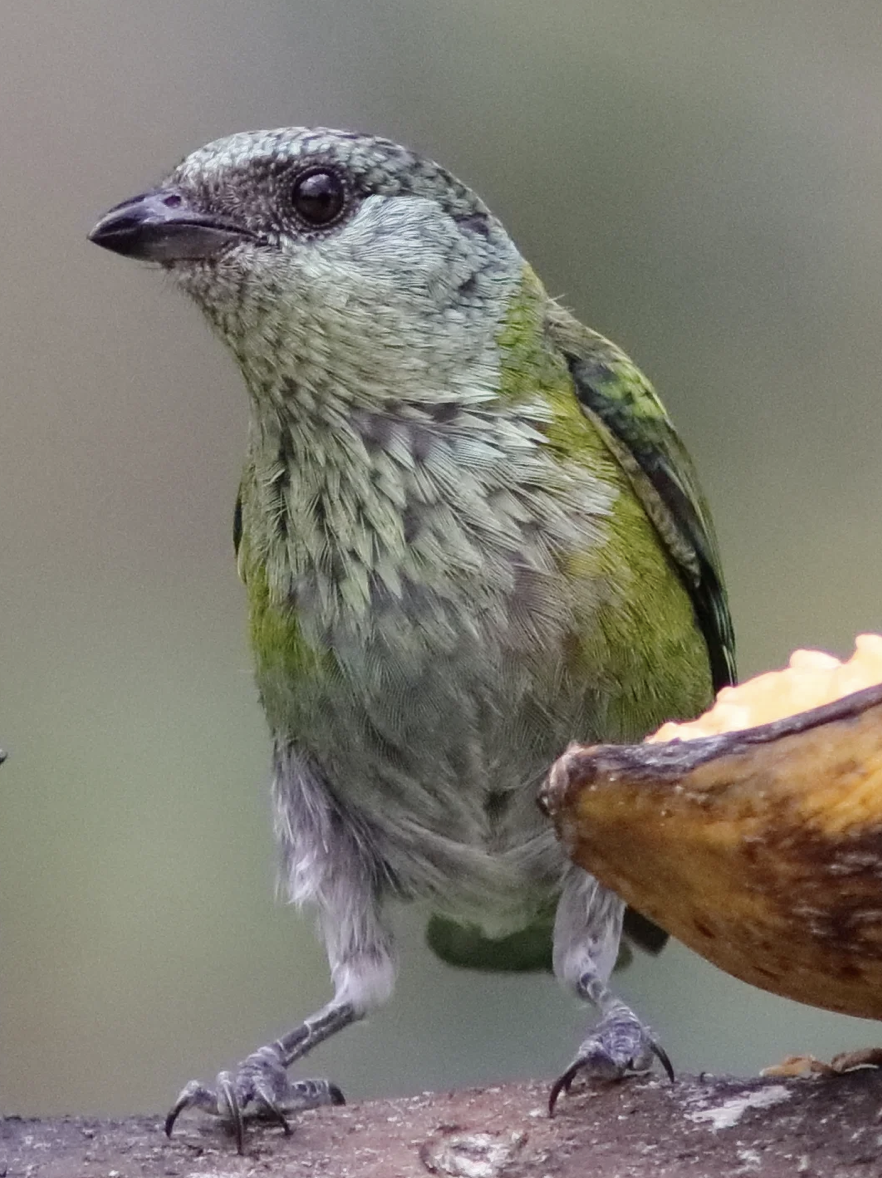 Screenshot 2026-03-16 at 8.42.42 AM.png