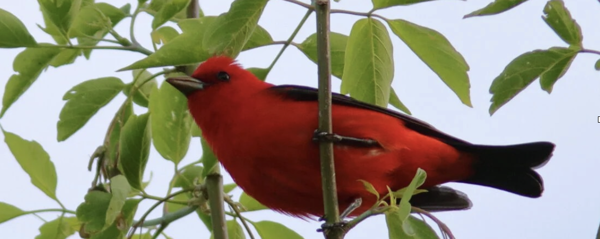 Birding Ecuador (Part 3) - Tanagers