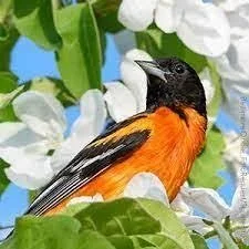 Bird Walk at Doylestown New Rec Center