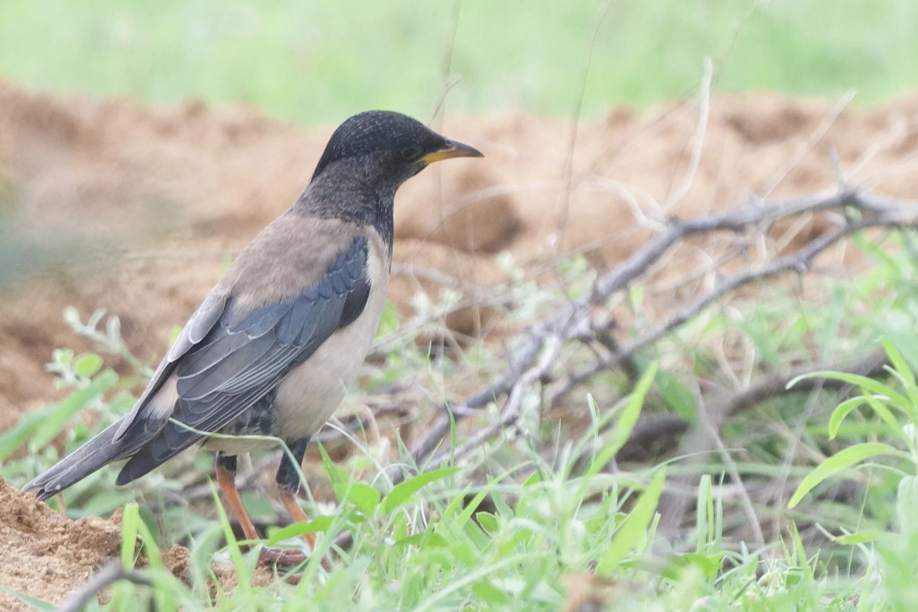DSC_6206.jpeg