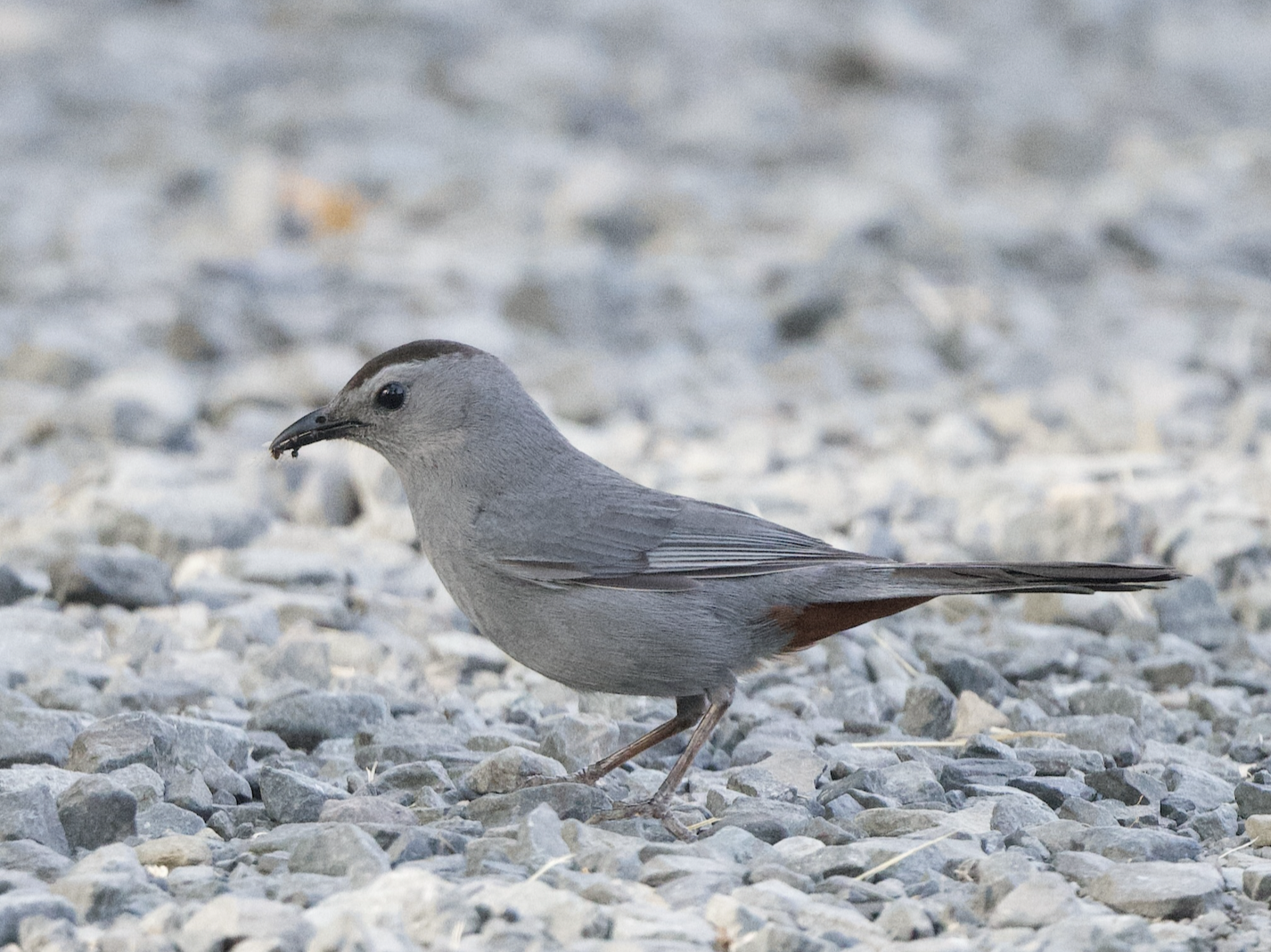 July’26 - This Month in Bucks Birding