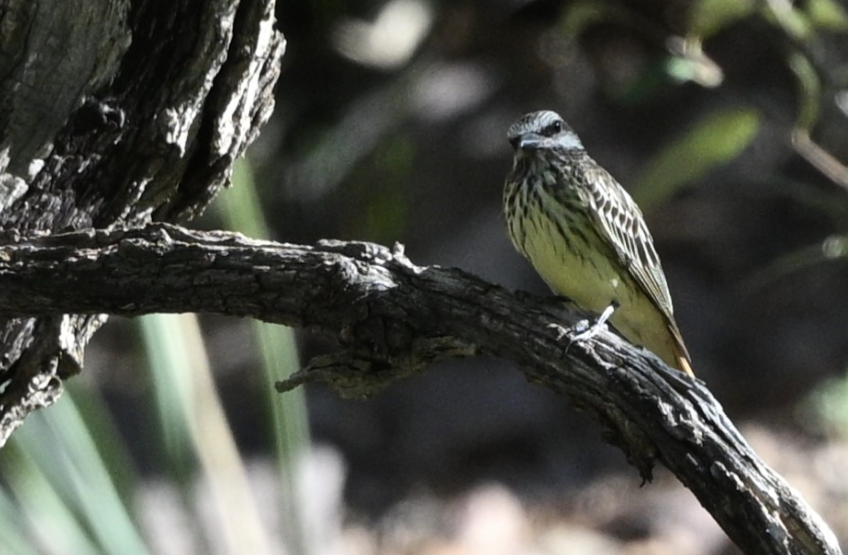 Screenshot 2026-08-02 at 11.54.14 PM.png