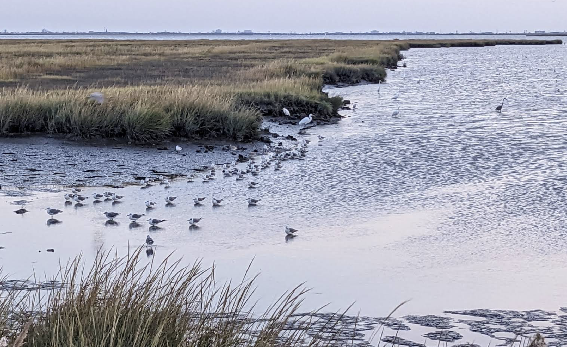 August Birding Trp - Edwin B. Forsythe NWR