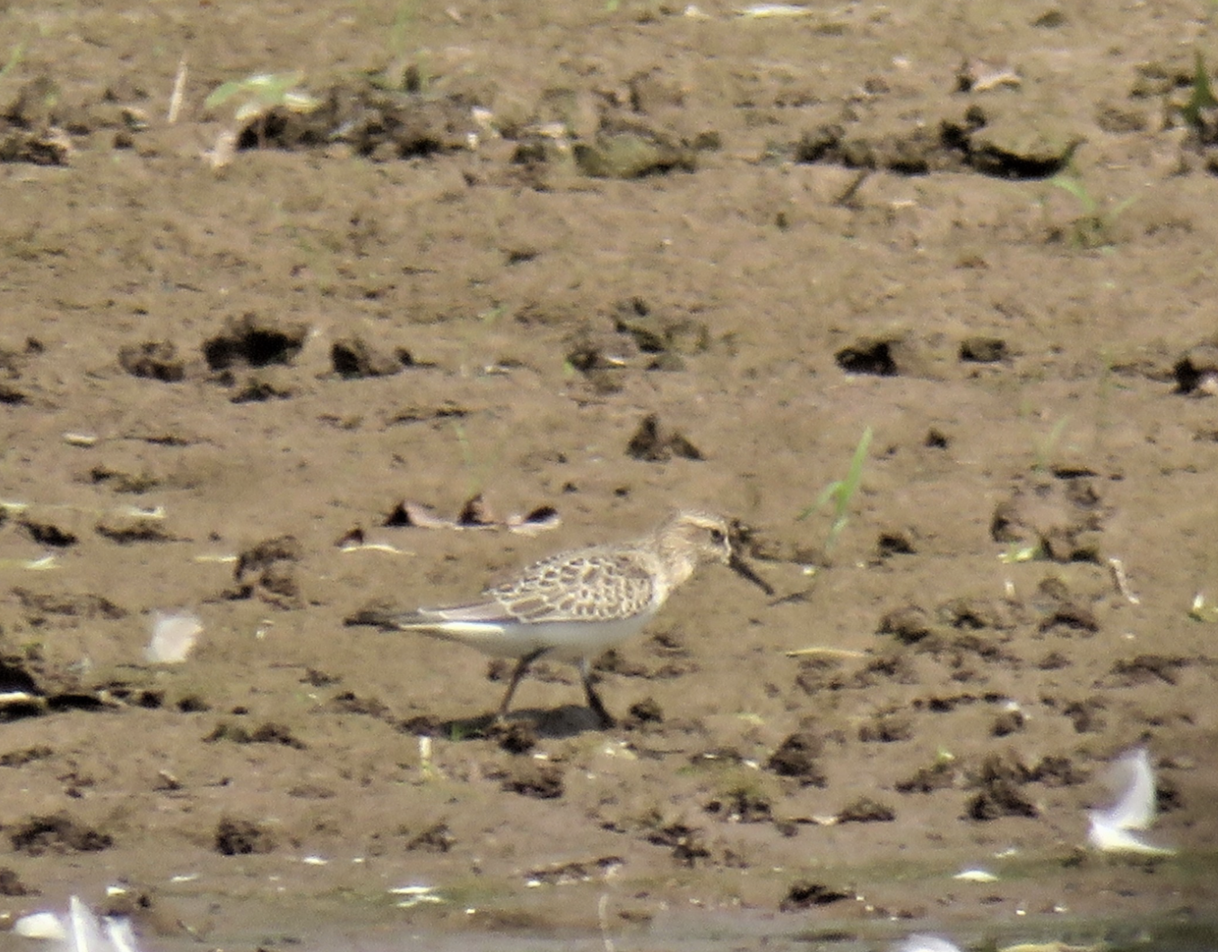 Warrington Friday Walks - Shorebirds in August