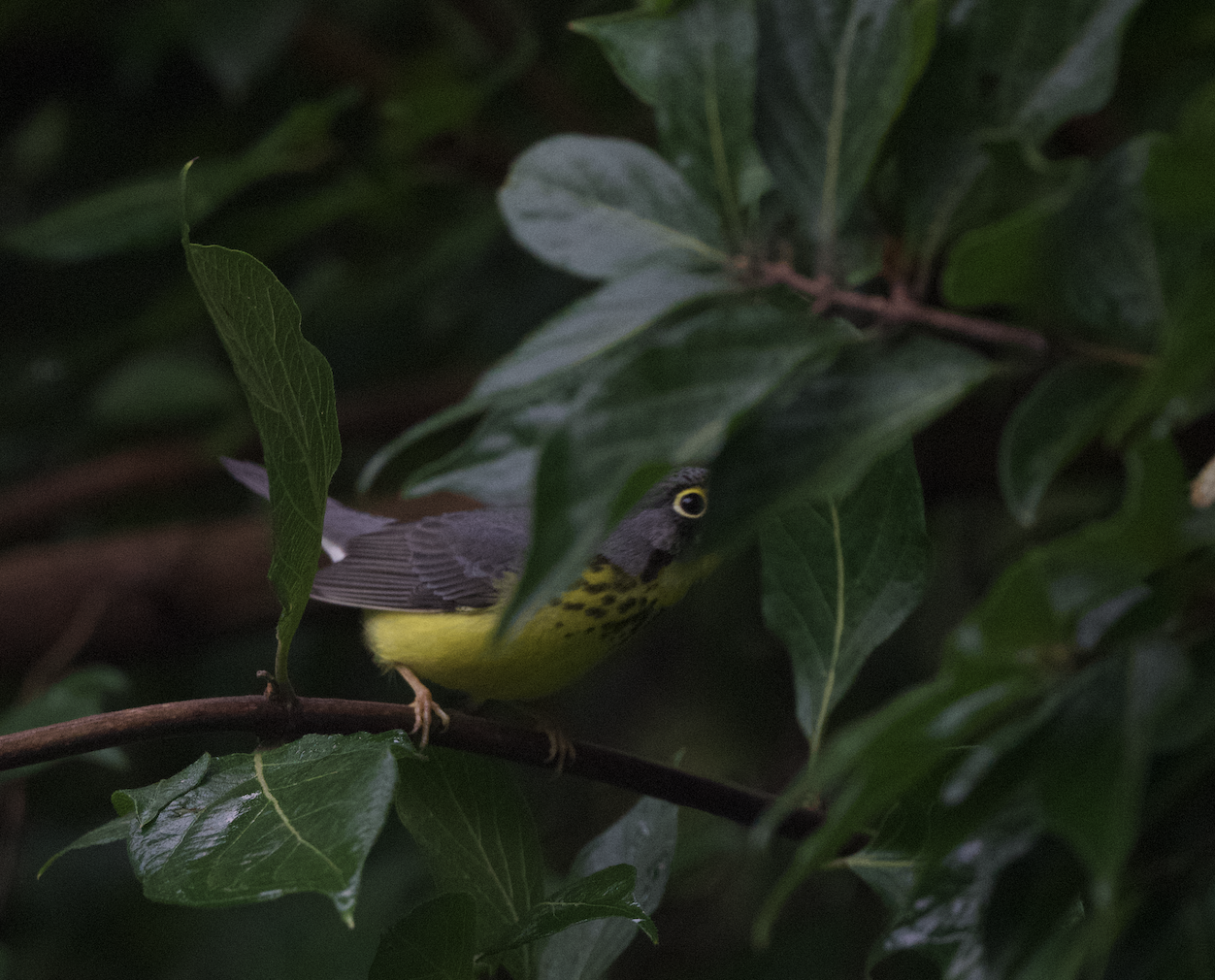 This Month Bucks Birding - September