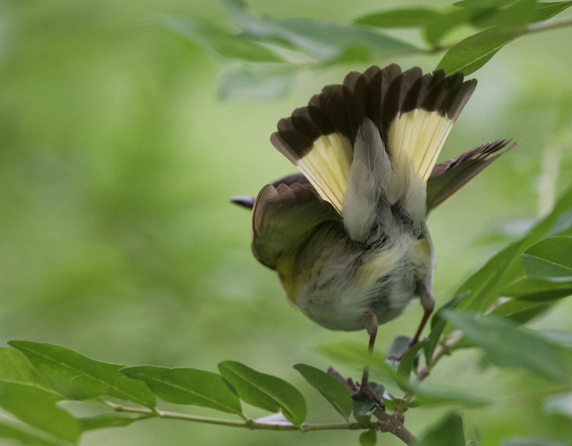 Warrington Warbler Walks (Sept 18, 2026)