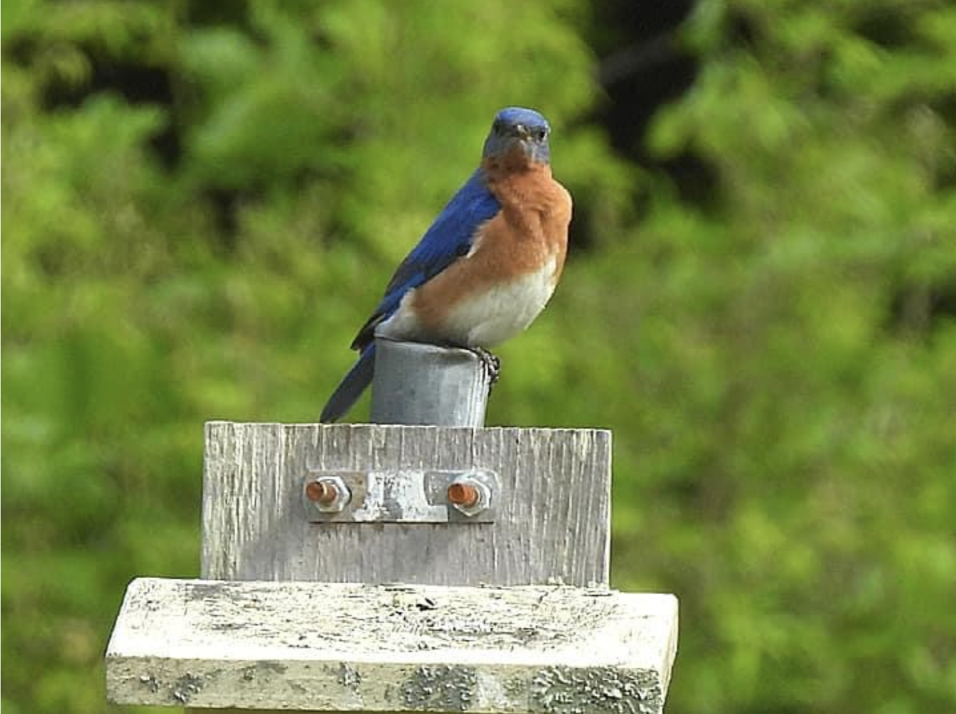 Eastern Bluebirds at Nockamixon State Park