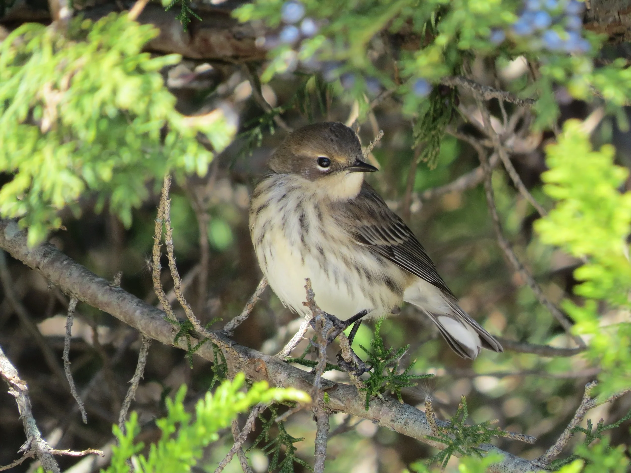 This Month in Bucks Birding