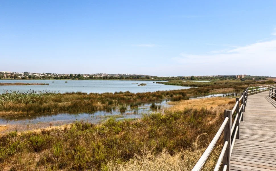 Contagem de aves na Lagoa dos Salgados (16.03.2024)