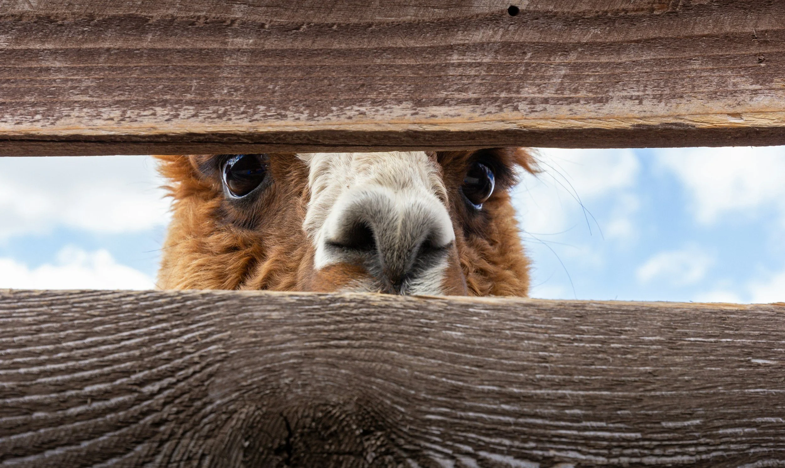 Llama peeking through wooden fence slats with sky in background.