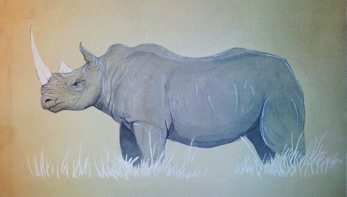 Rhino.jpg